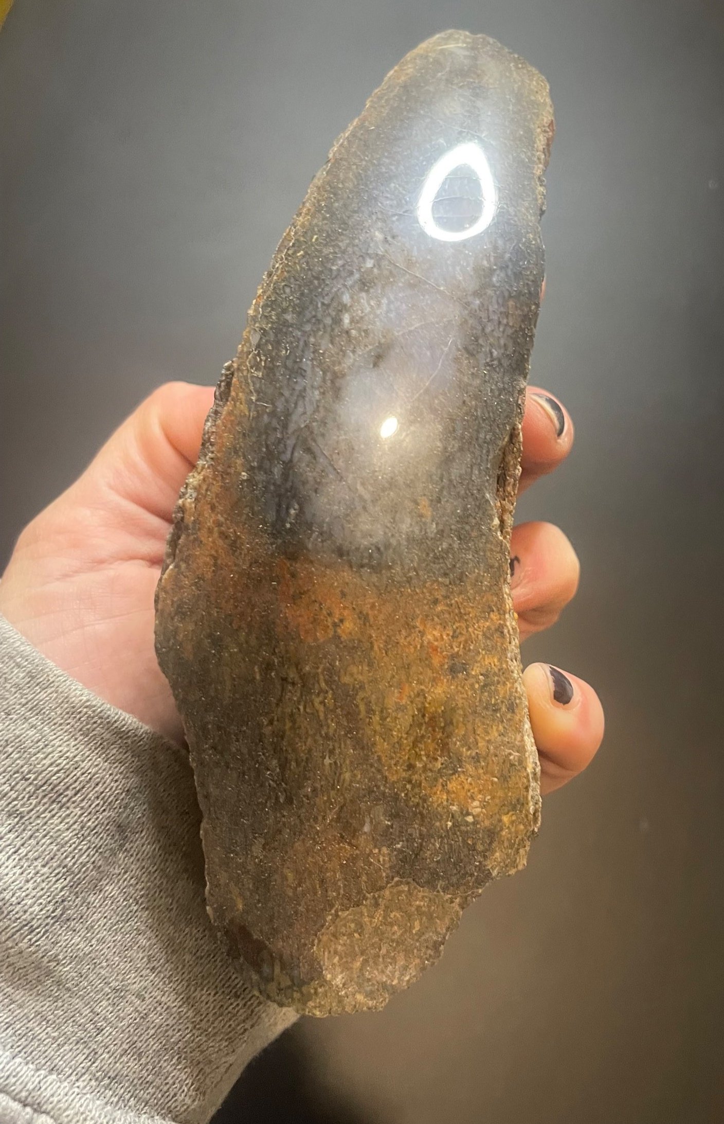 Nice Glassy Polished Dinosaur Gem Bone Specimen Multicolor 1+Lb - Agatized Jurassic Dinosaur Bone