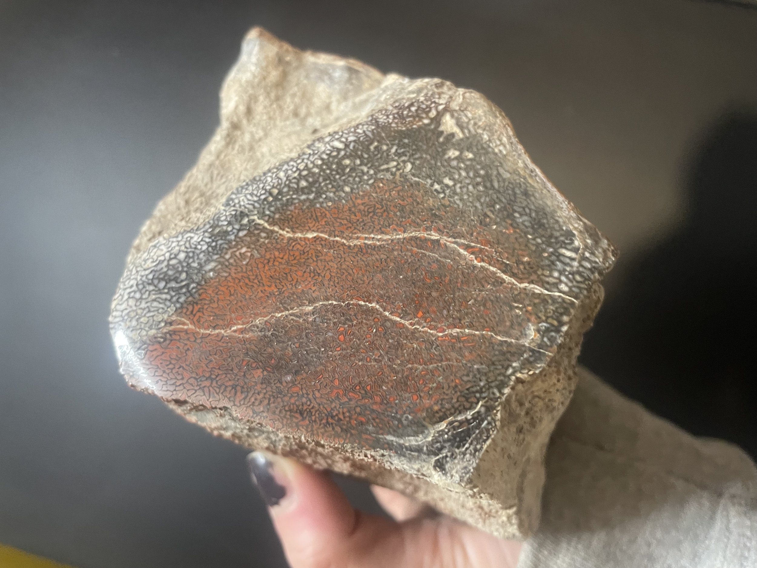 Nice Polished Dinosaur Gem Bone Specimen Multicolor 3.3Lb - Agatized Jurassic Dinosaur Bone
