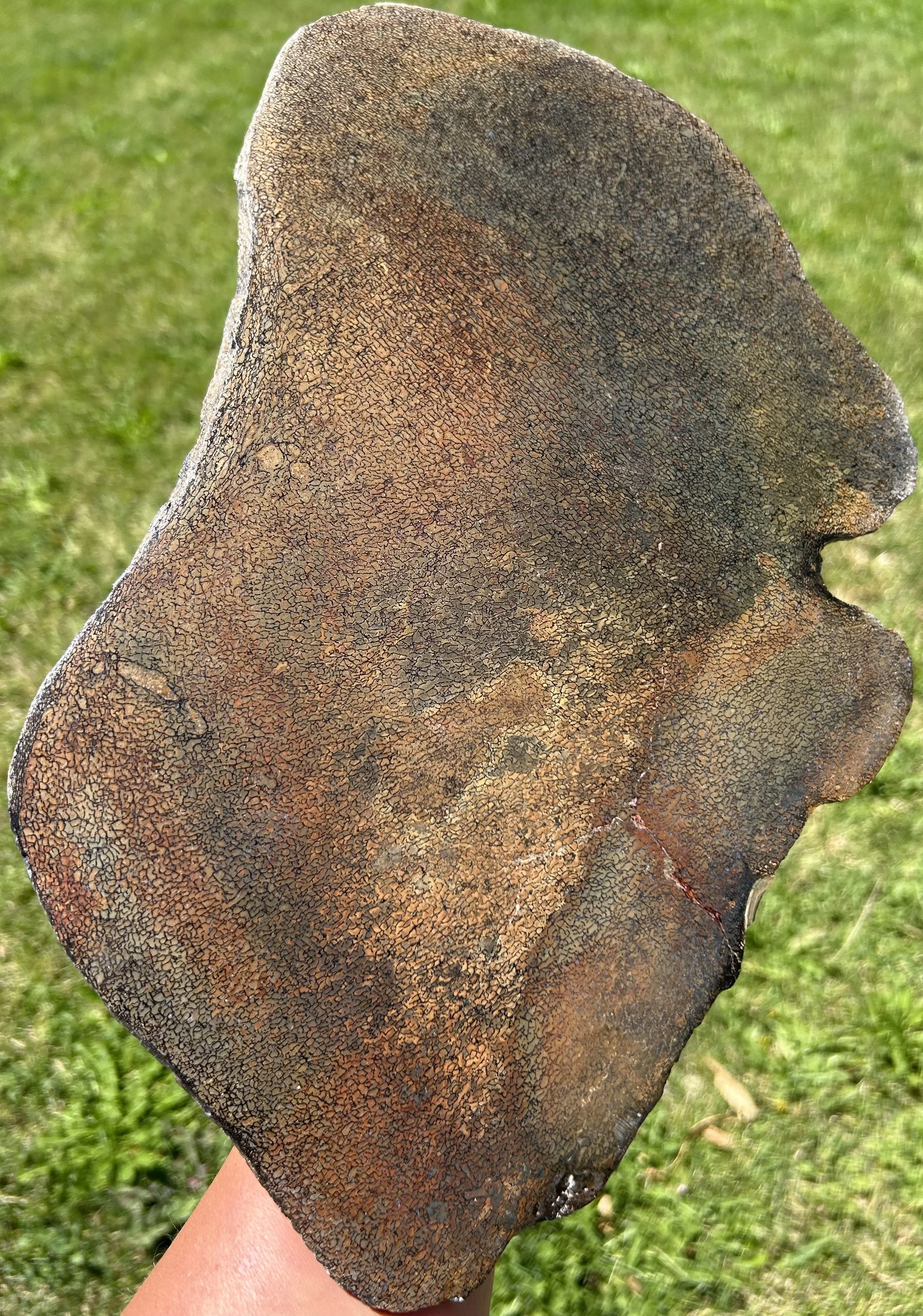 Incredible Large Glassy Polished Multicolor Dinosaur Gem Bone Slab 14x8.5"- 3lbs Agatized Dino Bone