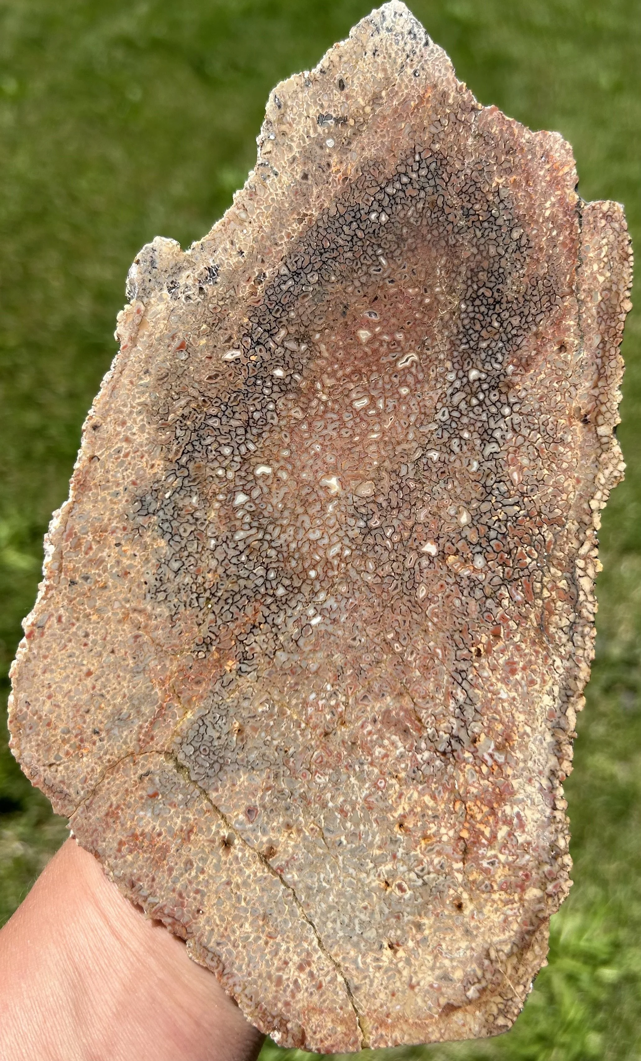Nice Polished Agatized Dinosaur Gem Bone Slab Specimen Multicolor Jurrasic 8x4.5"