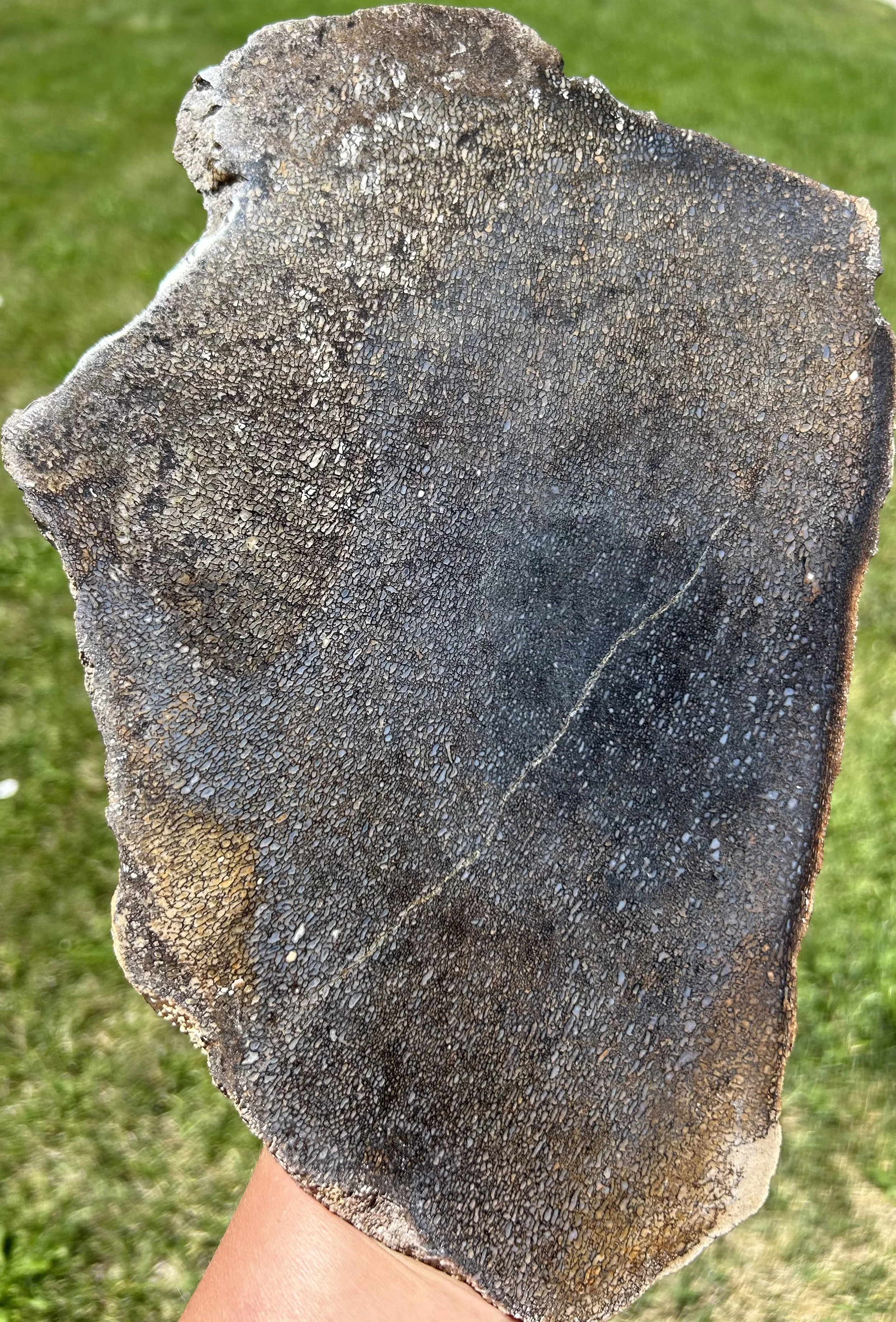 Beautiful Large Polished Blue & White Dinosaur Gem Bone Specimen 12x9"Jurassic