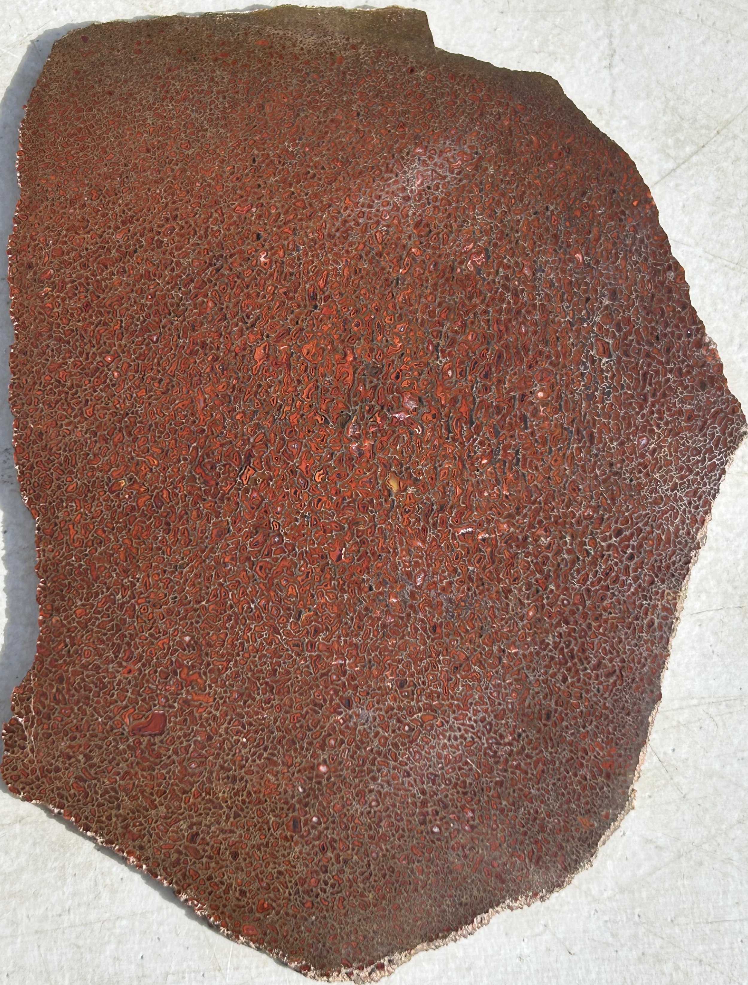 Dinosaur Gem Bone - Polished Gem Bone Slab
