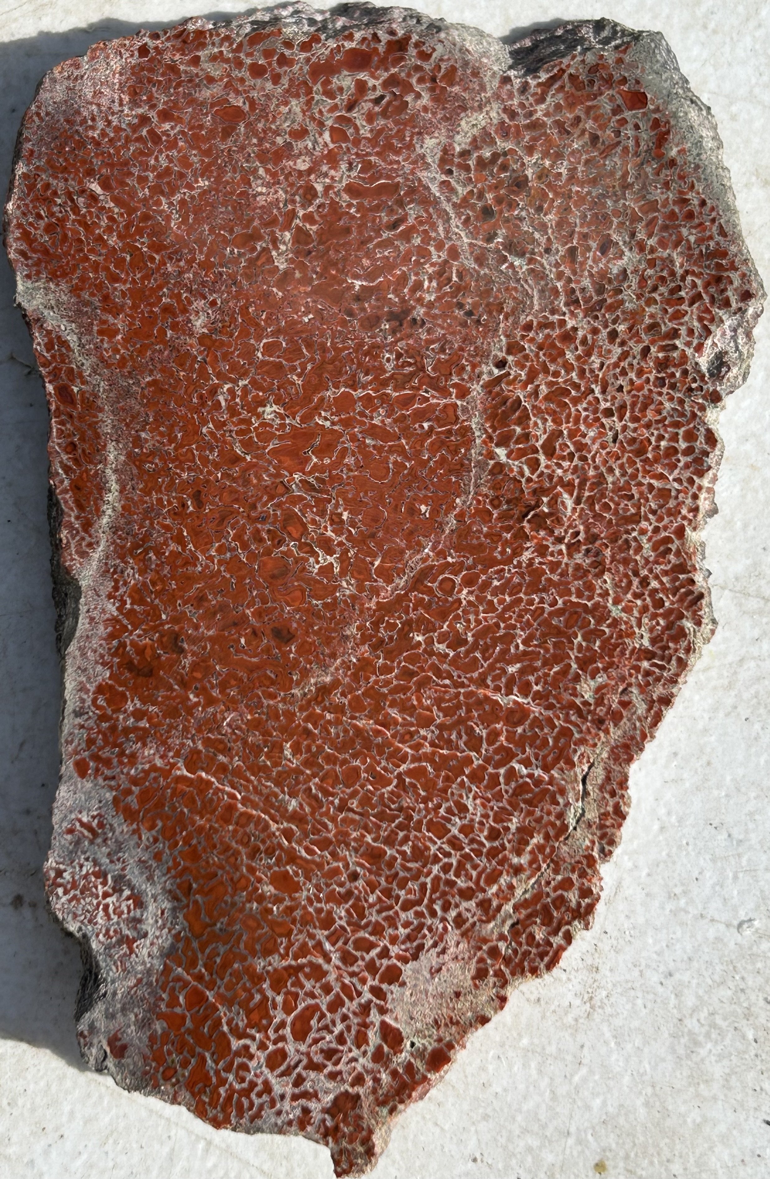 Polished Dinosaur Gem Bone - Gem Bone Slab