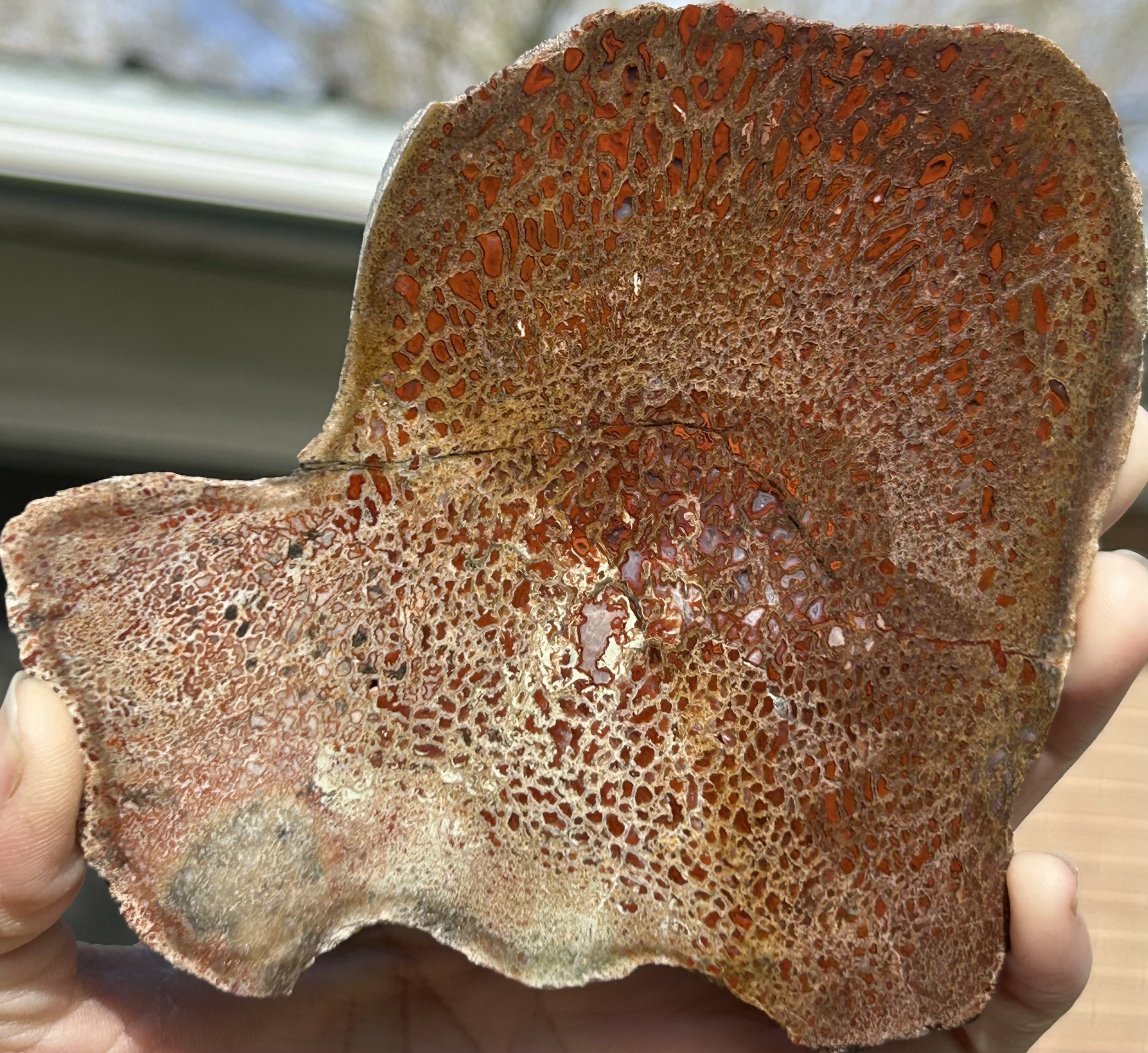 Polished Dinosaur Gem Bone Slab - Jurassic Dinosaur Bone