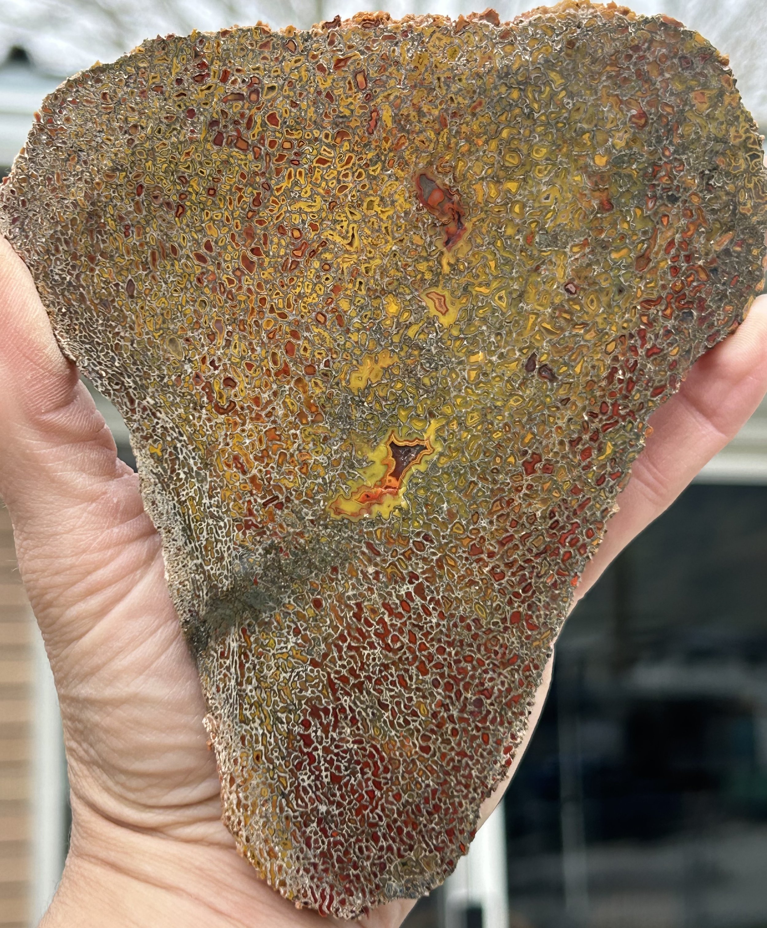 Polished Dinosaur Gem Bone - Dinosaur Bone Slab
