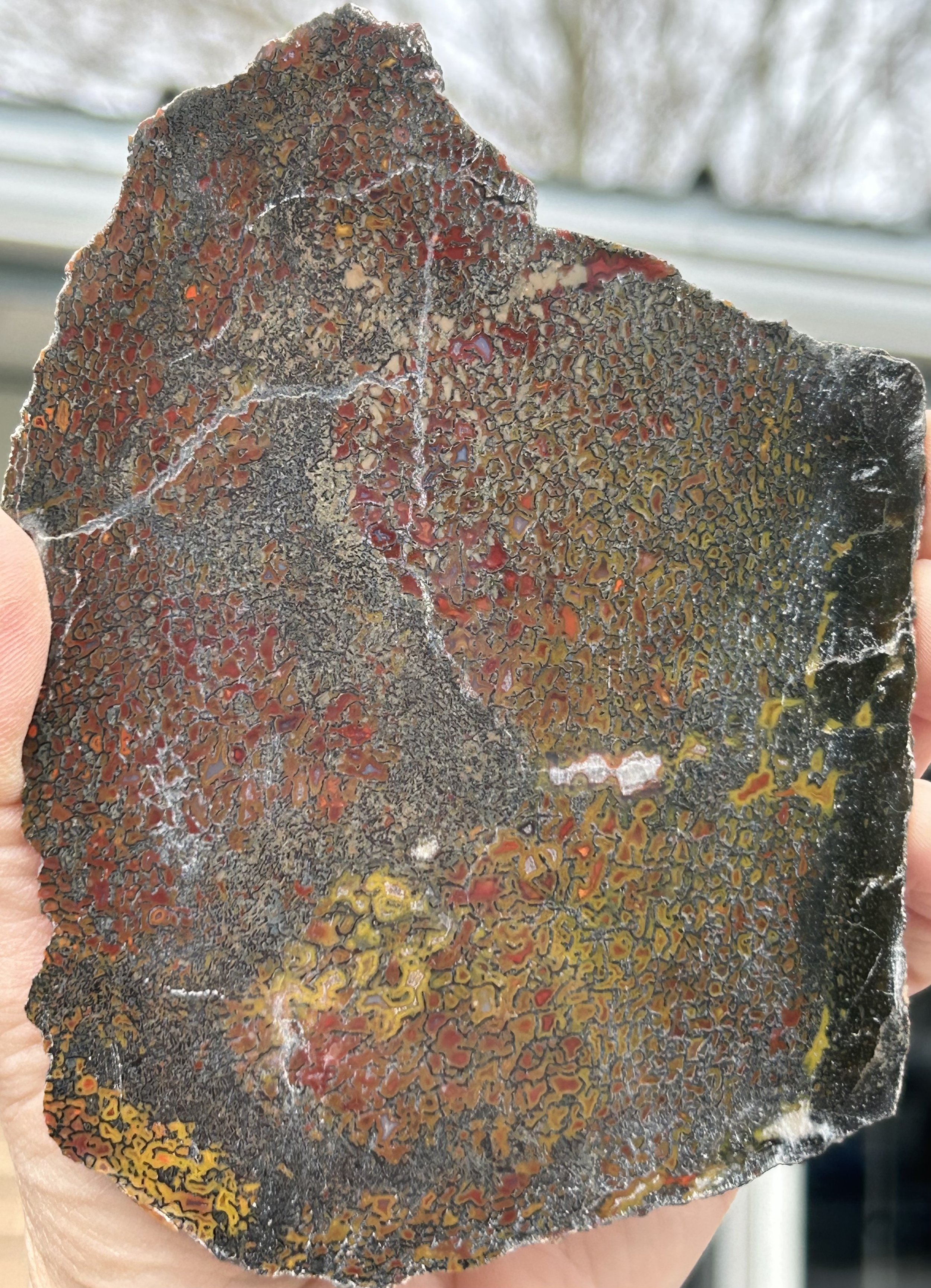 Dinosaur Gem Bone - Polished Dinosaur Bone Slab