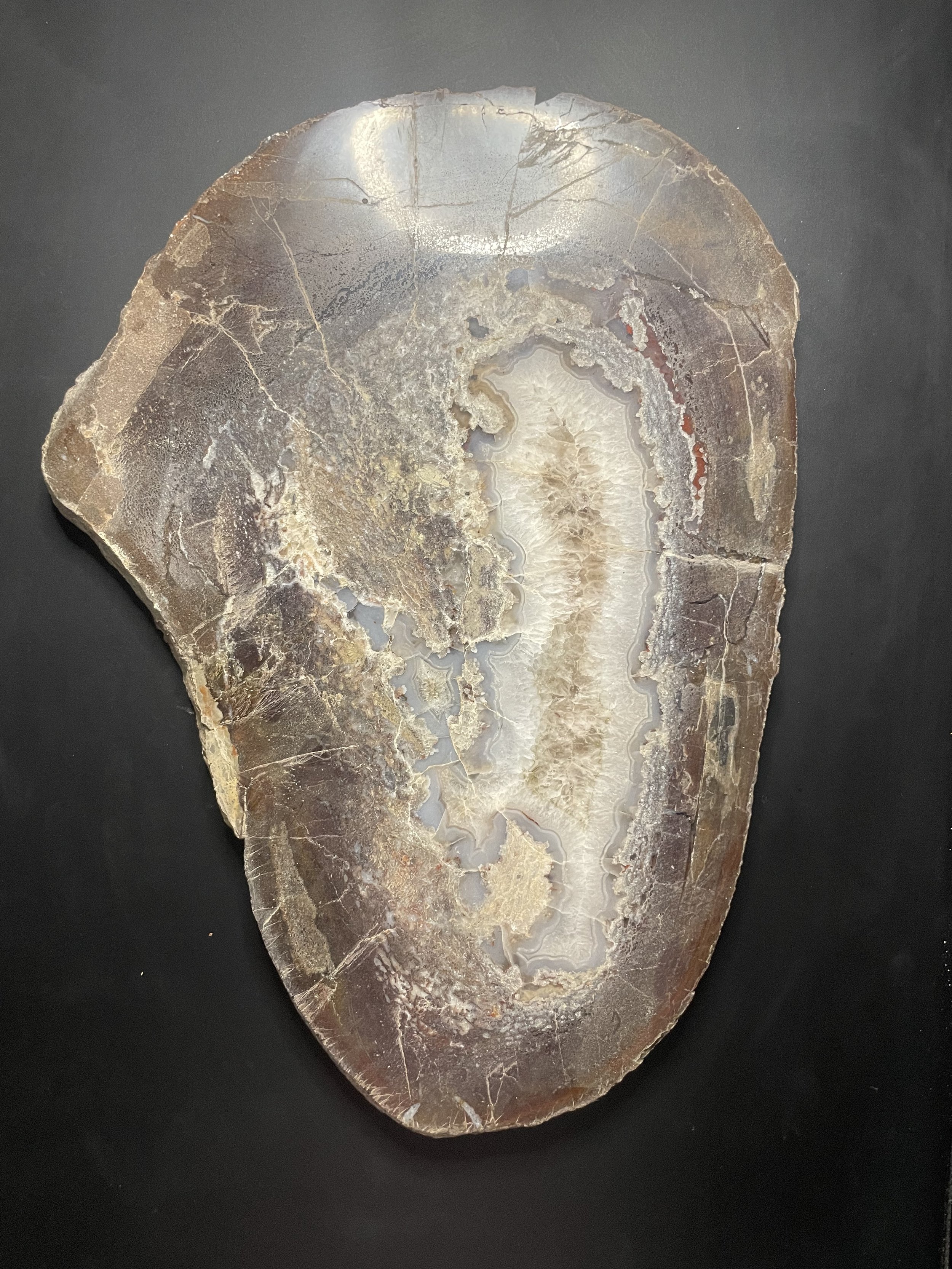 Incredible Large Polished Camarasaurus Gem Dinosaur Bone Femur Slab w/ Agatized Core Jurassic Morrison Form, CO