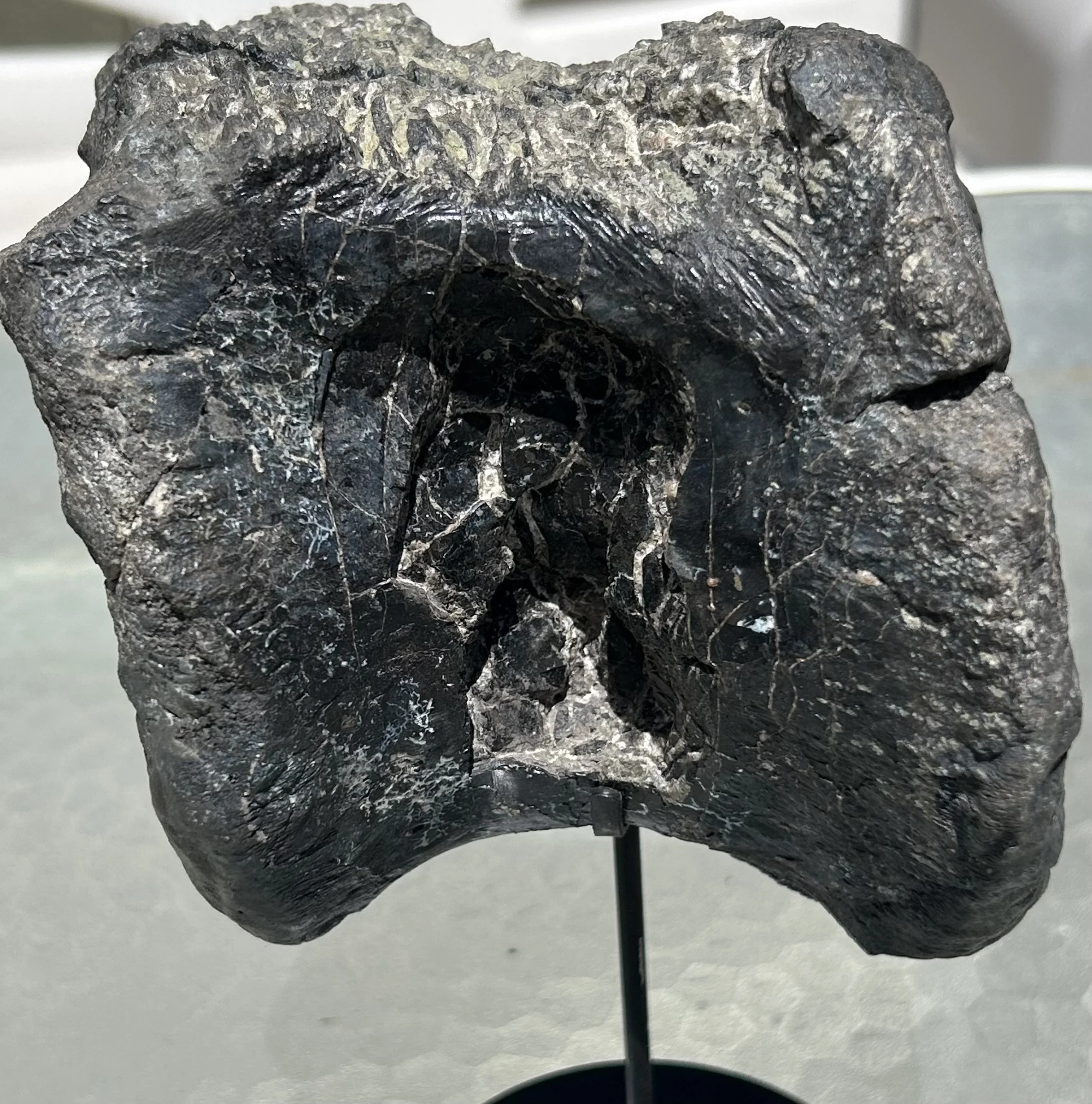 Beautiful Large Torvosaurus "Savage Lizard" Vertebrae Fossil Specimen Morrison Jurassic CO - Stand Included