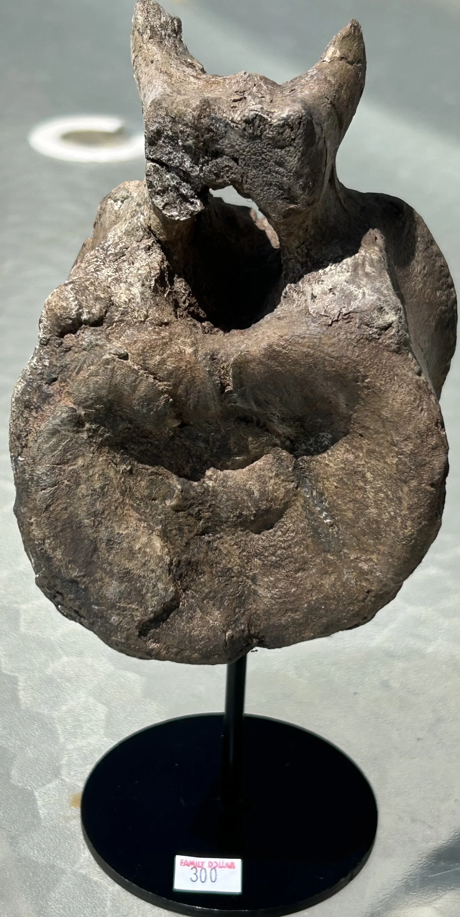 Beautiful Hadrosaur Vertebrae Fossil Specimen Cretaceous Hell Creek MT - Stand Included