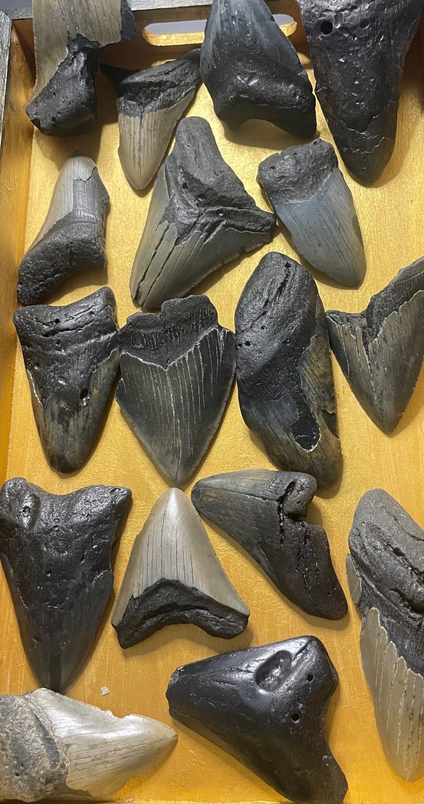 Nice Megalodon Teeth Wholesale Flat - 4 lbs. (10-20 Pieces)
