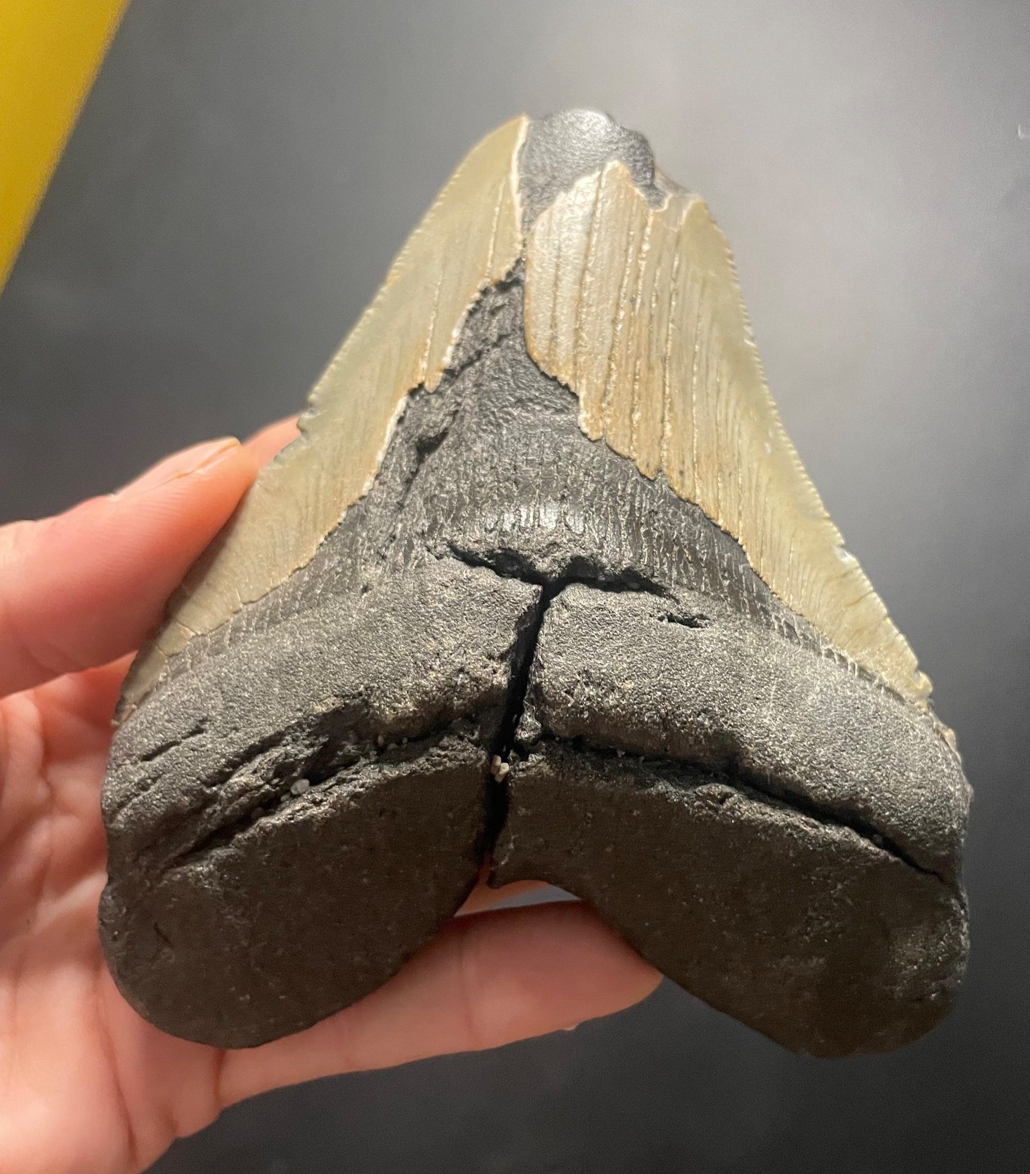 Beautiful Large 4.5" Megalodon Tooth Fossil Natural East Coast U.S.