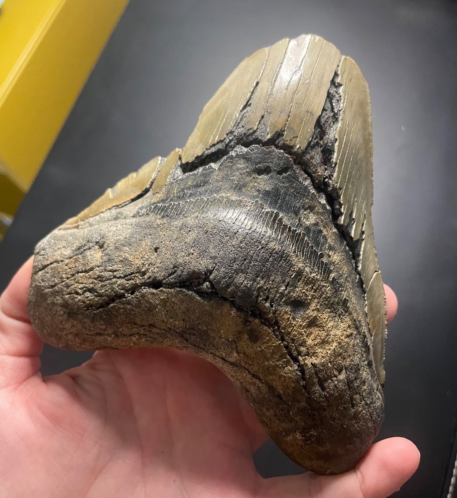 Beautiful Large 5" Megalodon Tooth Fossil Natural East Coast U.S.
