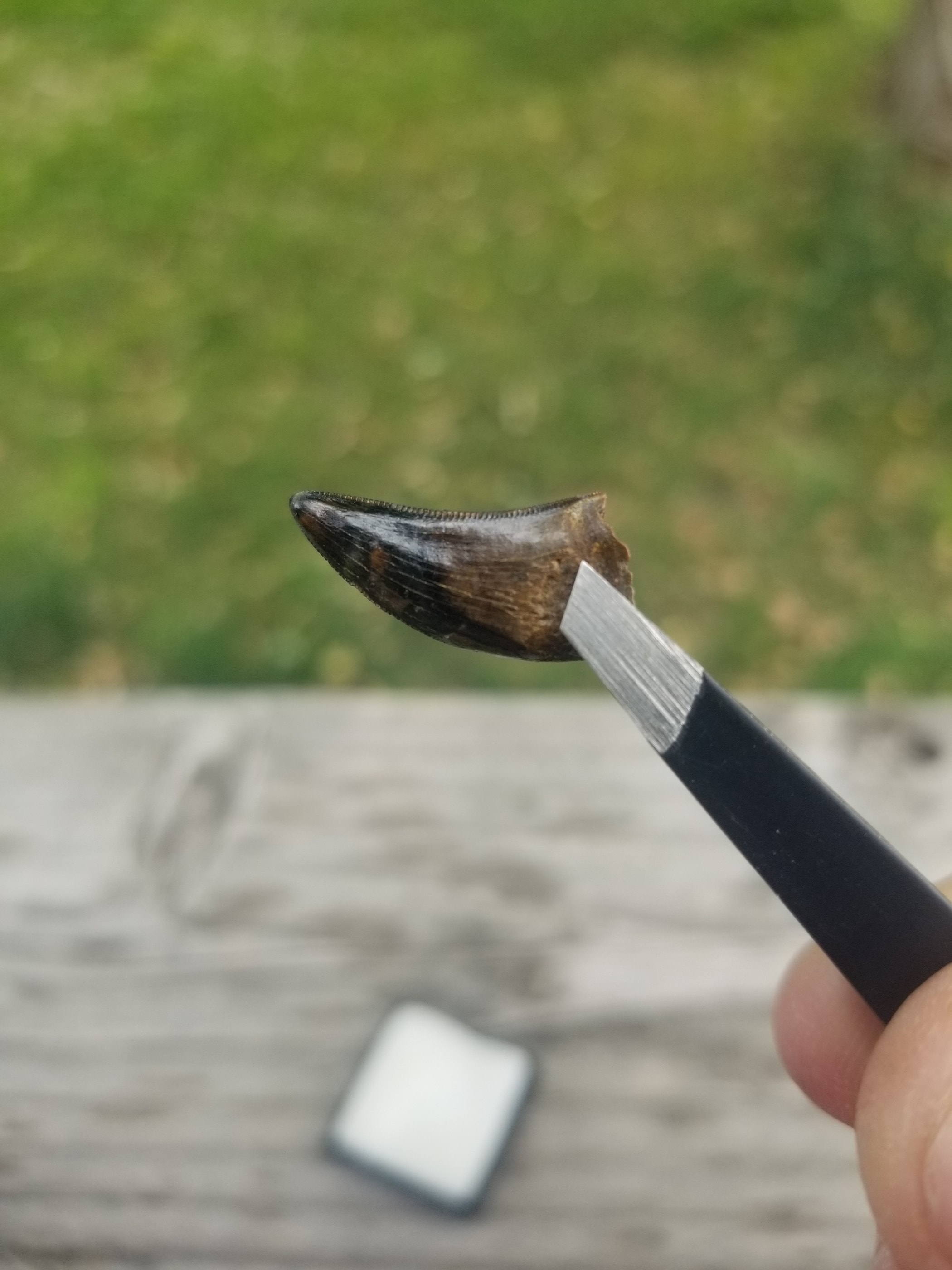 Nice 1.25" Nanotyrannus Tooth Fossil Specimen Hell Creek, MT