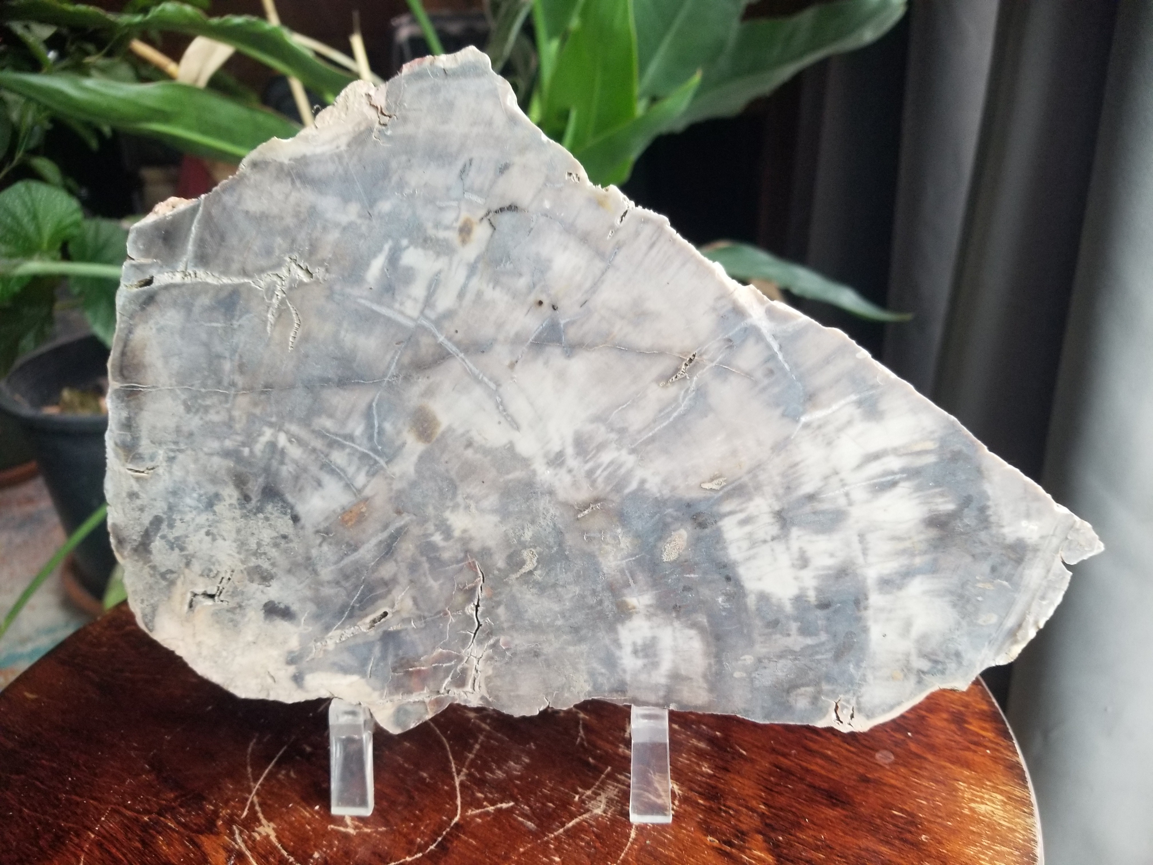 Nice 10x6" Petrified Wood Round Unpolished Southern UT Jurassic Morrison 4.5Lbs