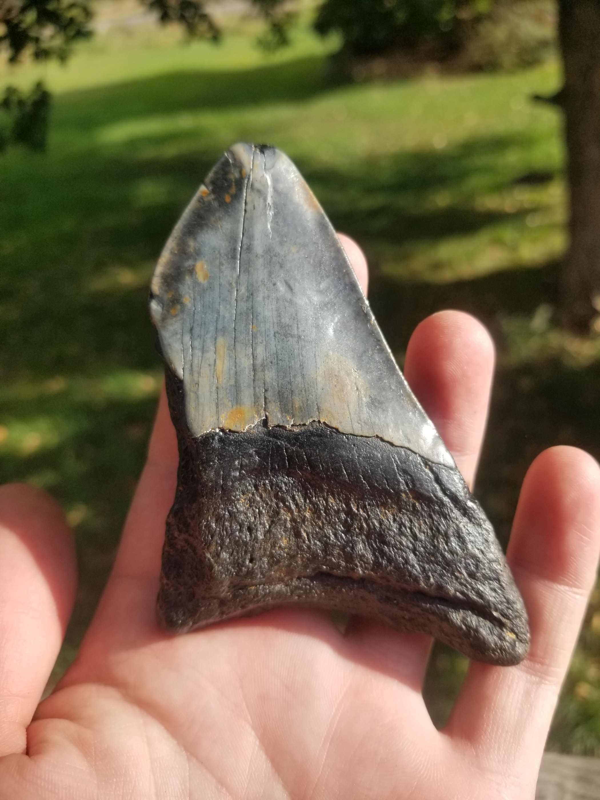 Beautiful 3.5" Megalodon Tooth Fossil Natural East Coast U.S.