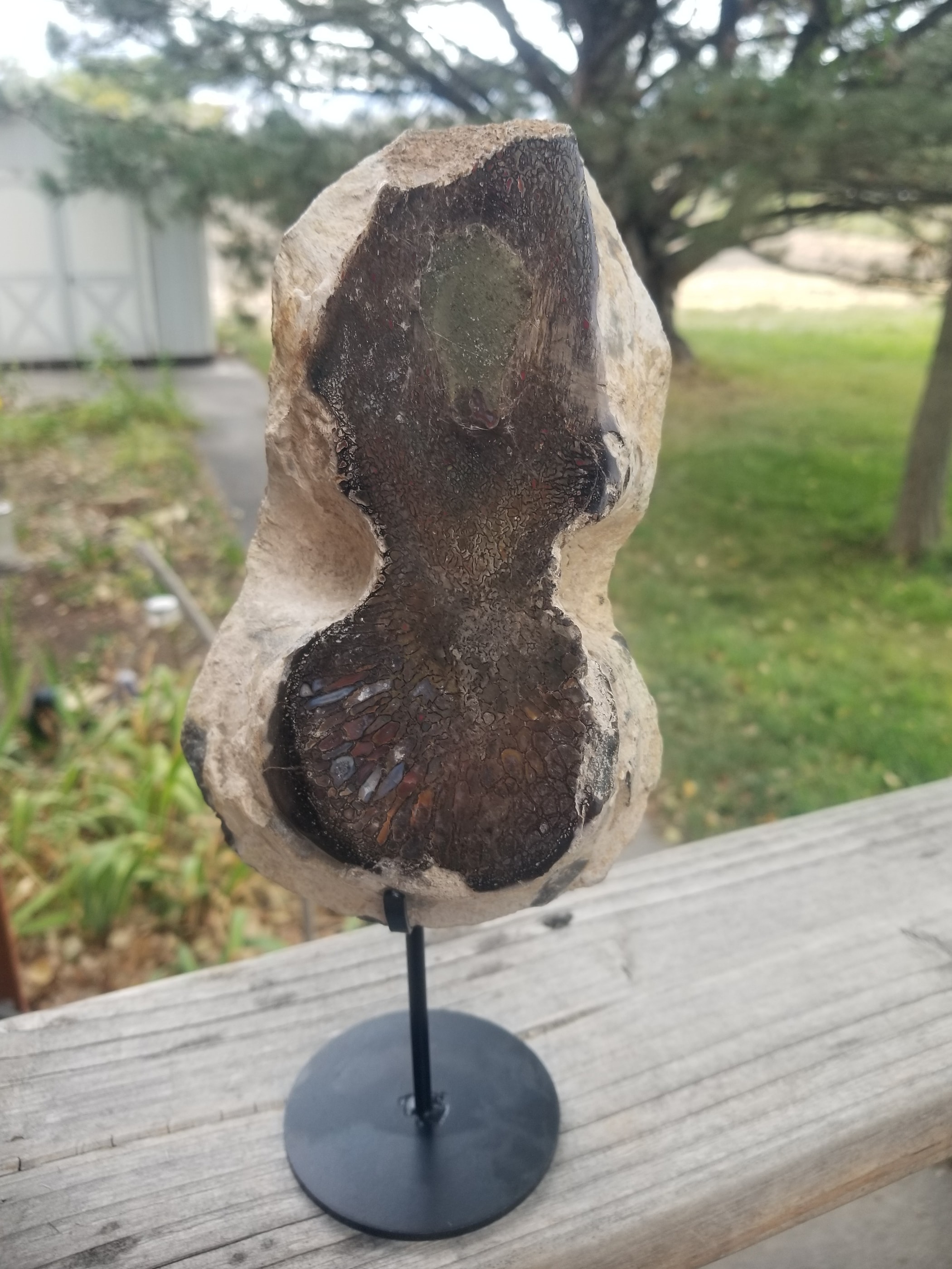 Nice Allosaurus Caudal Vert Section Fossil Specimen Partially Agatized Jurassic Morrison CO