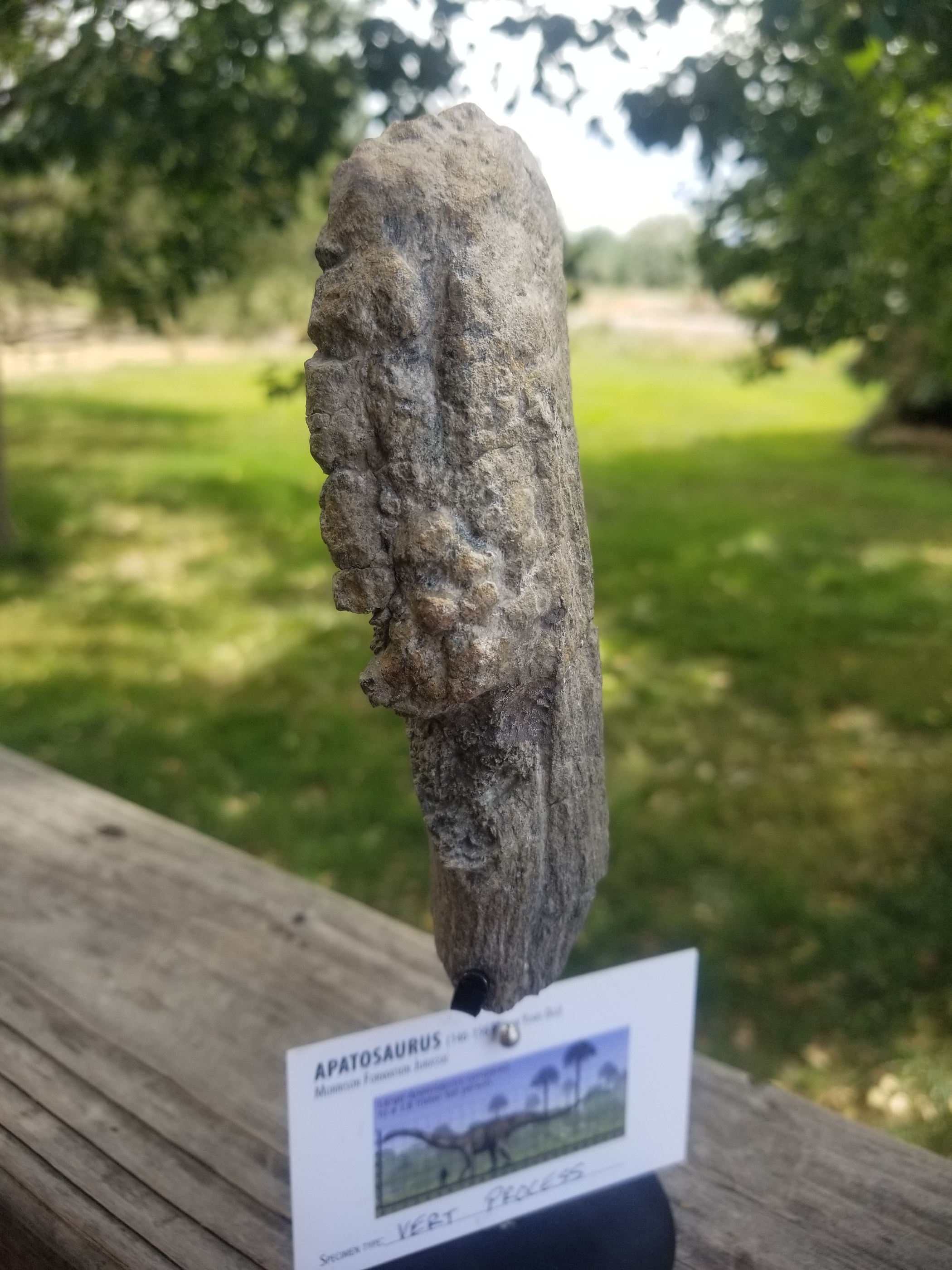 Nice Apatosaurus (The Deceptive Lizard) Vert Section Fossil Dinosaur Specimen Jurassic Morrison Form Display