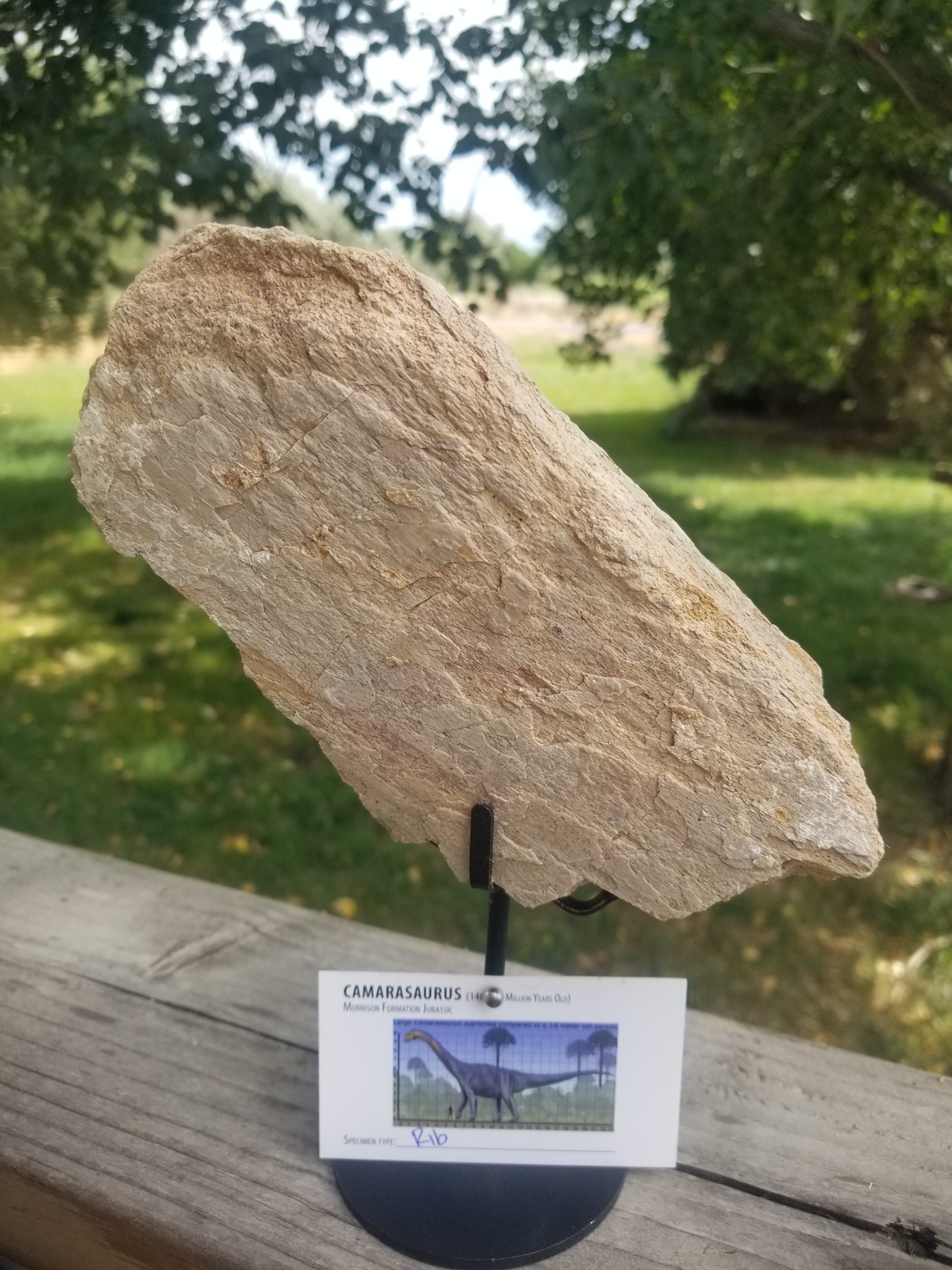 Nice Camarasaurus Rib Section Fossil Dinosaur Specimen Jurassic Morrison Form Display