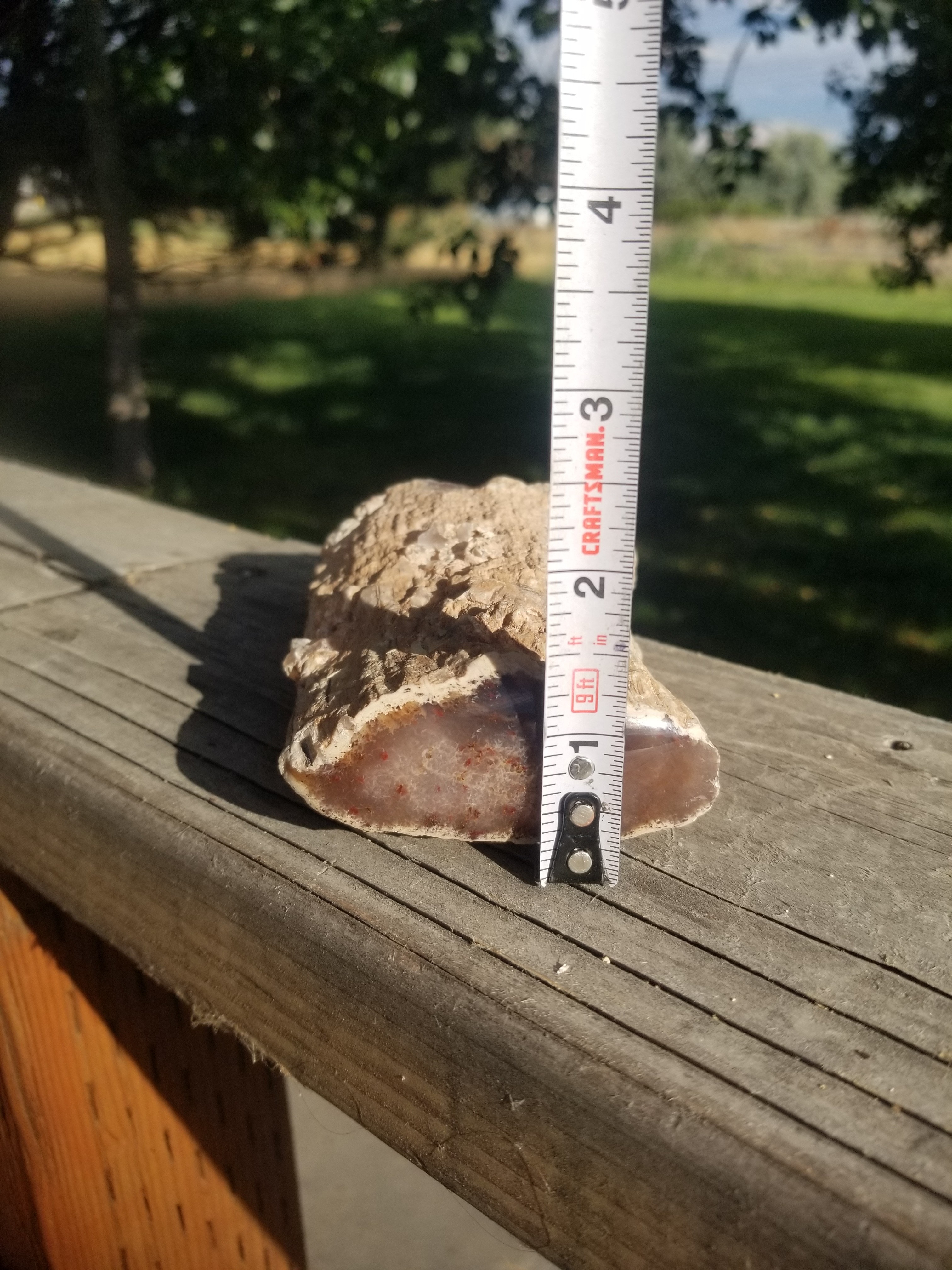 Nice Cherry Creek Petrified Wood Limb Specimen Polished End Agatized Limb Cast Live Edge NV Miocene