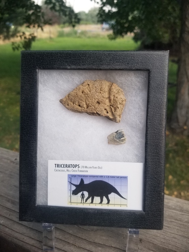 Nice Defined Triceratops Frill & Tooth Specimen in Ryker Hell Creek MT