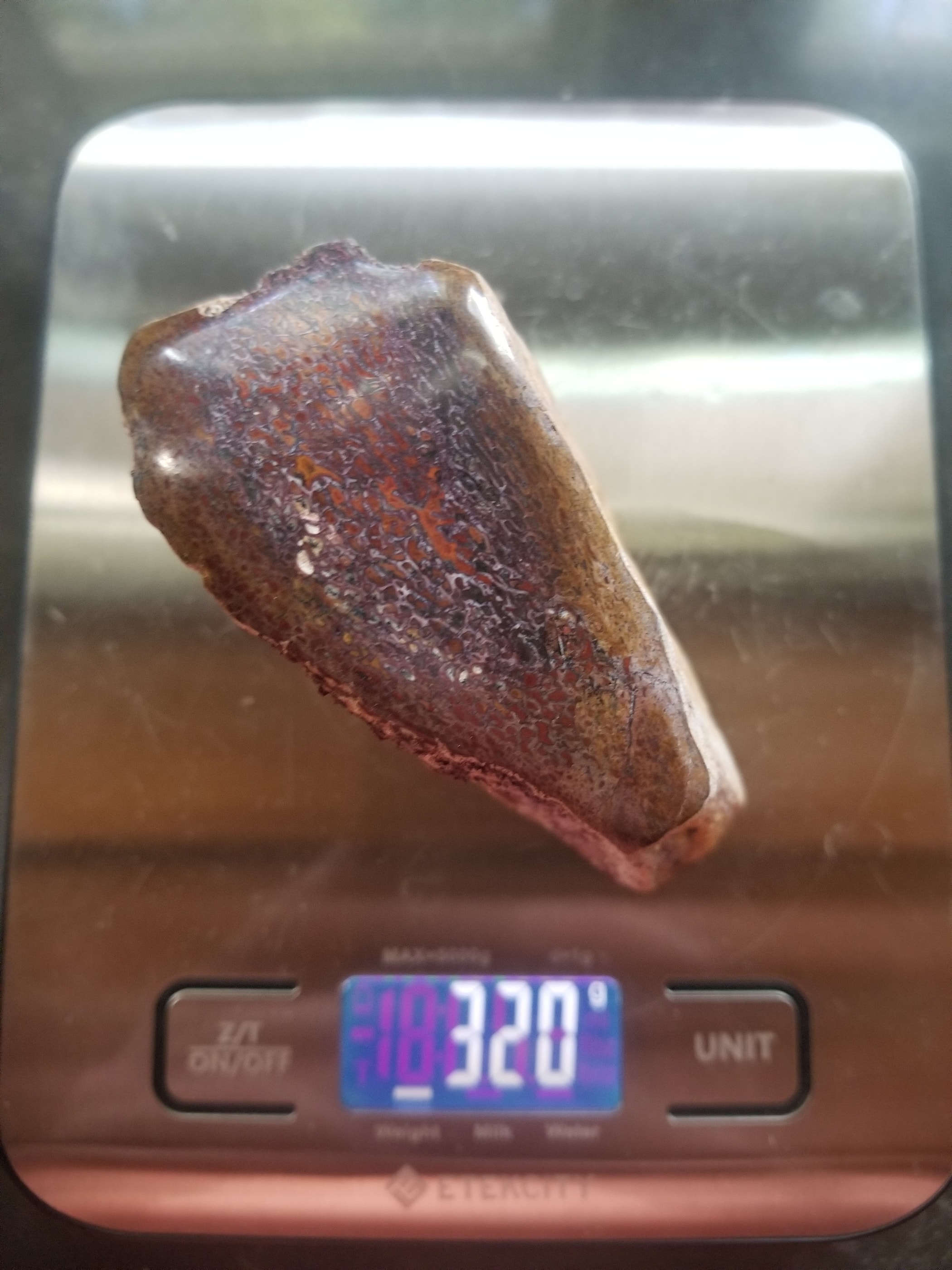 Nice Dome Polished Agatized Dinosaur Gem Bone Rib Section Multicolor Jurrasic Morrison CO