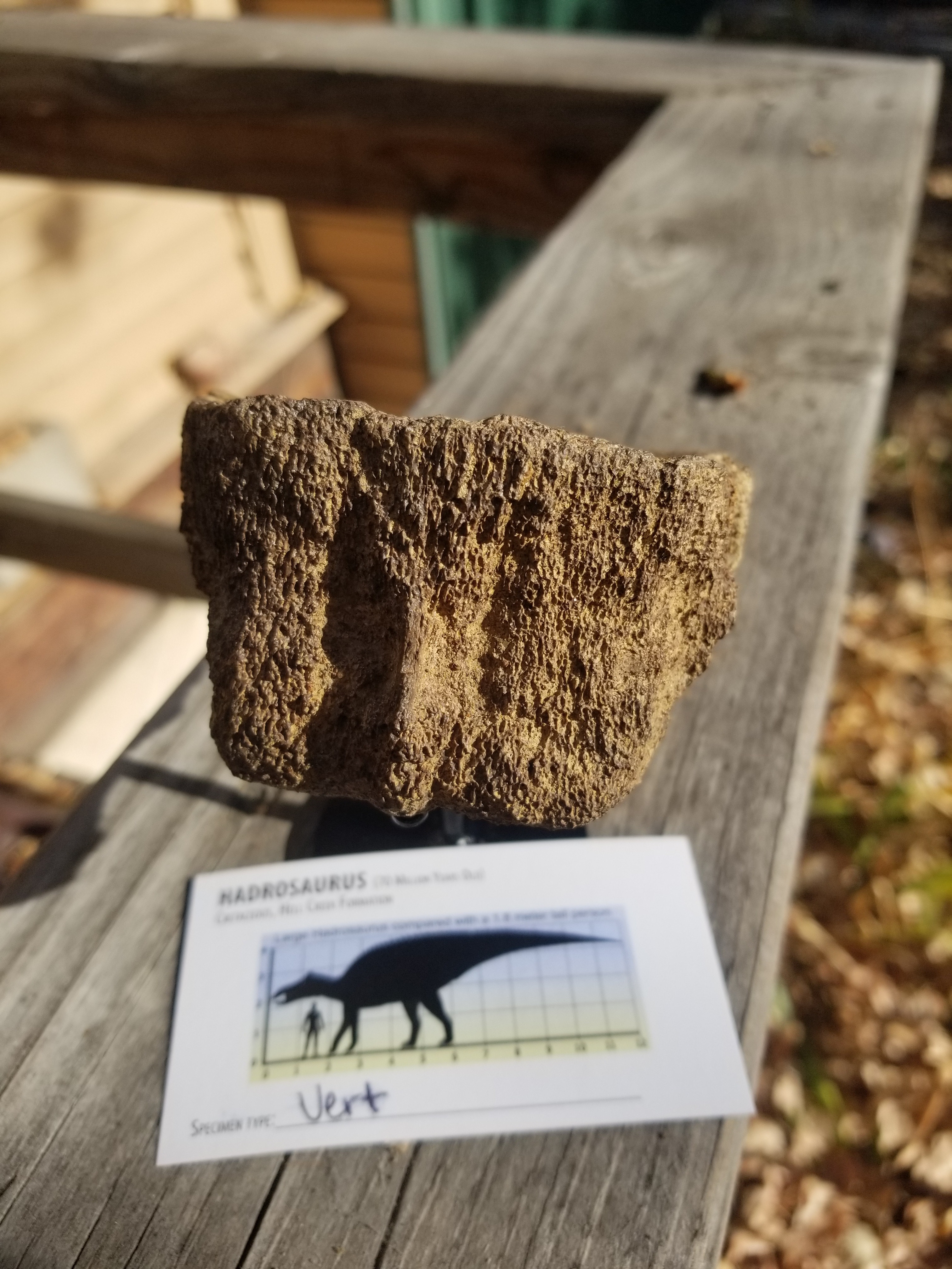 Nice Hadrosaurus Vertebrae Section Fossil Specimen Cretaceous Hell Crk MT Recent Dig