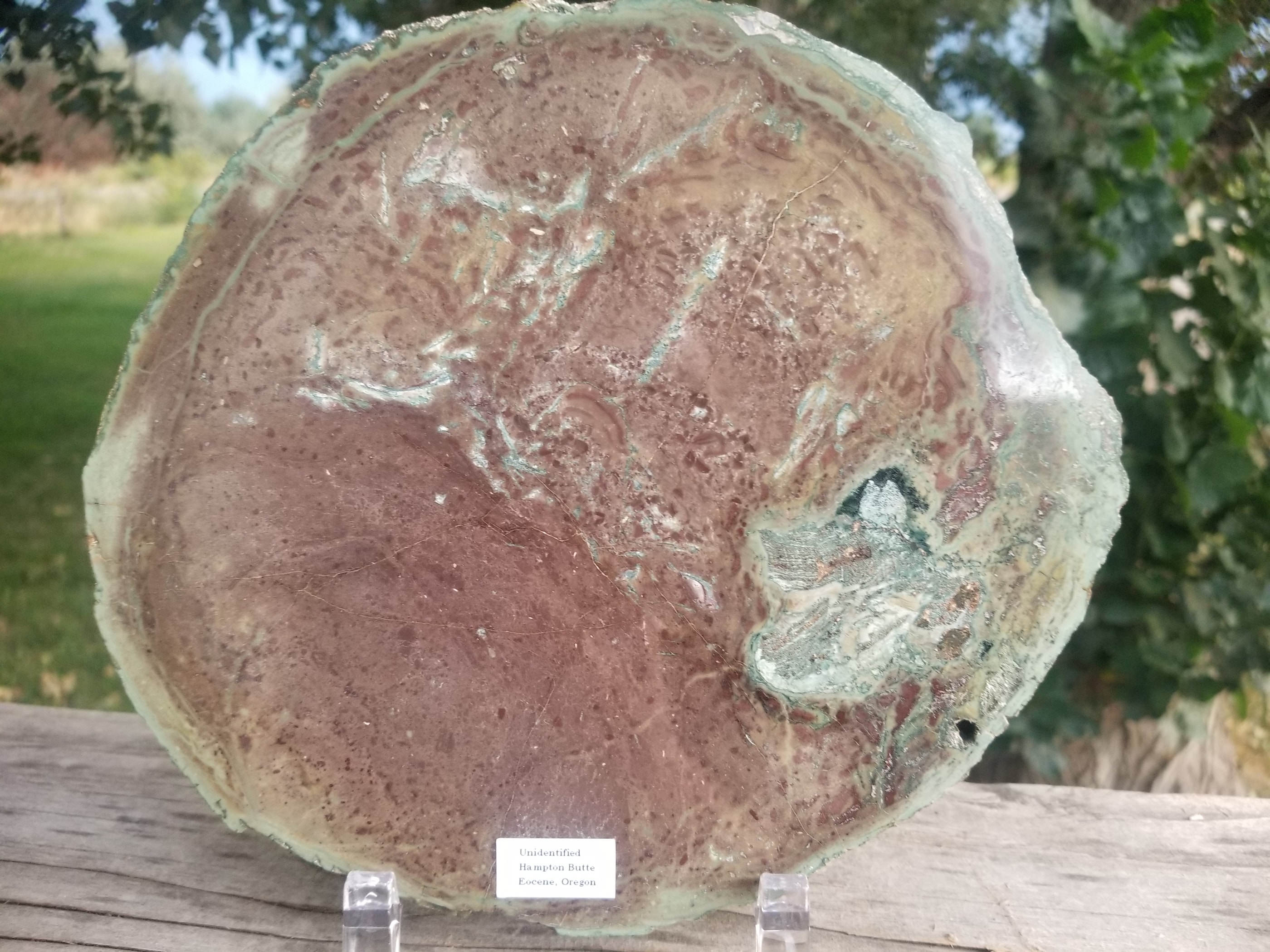 Nice Large Hampton Butte Polished Petrified Wood Round Thick Slab Eocene Oregon