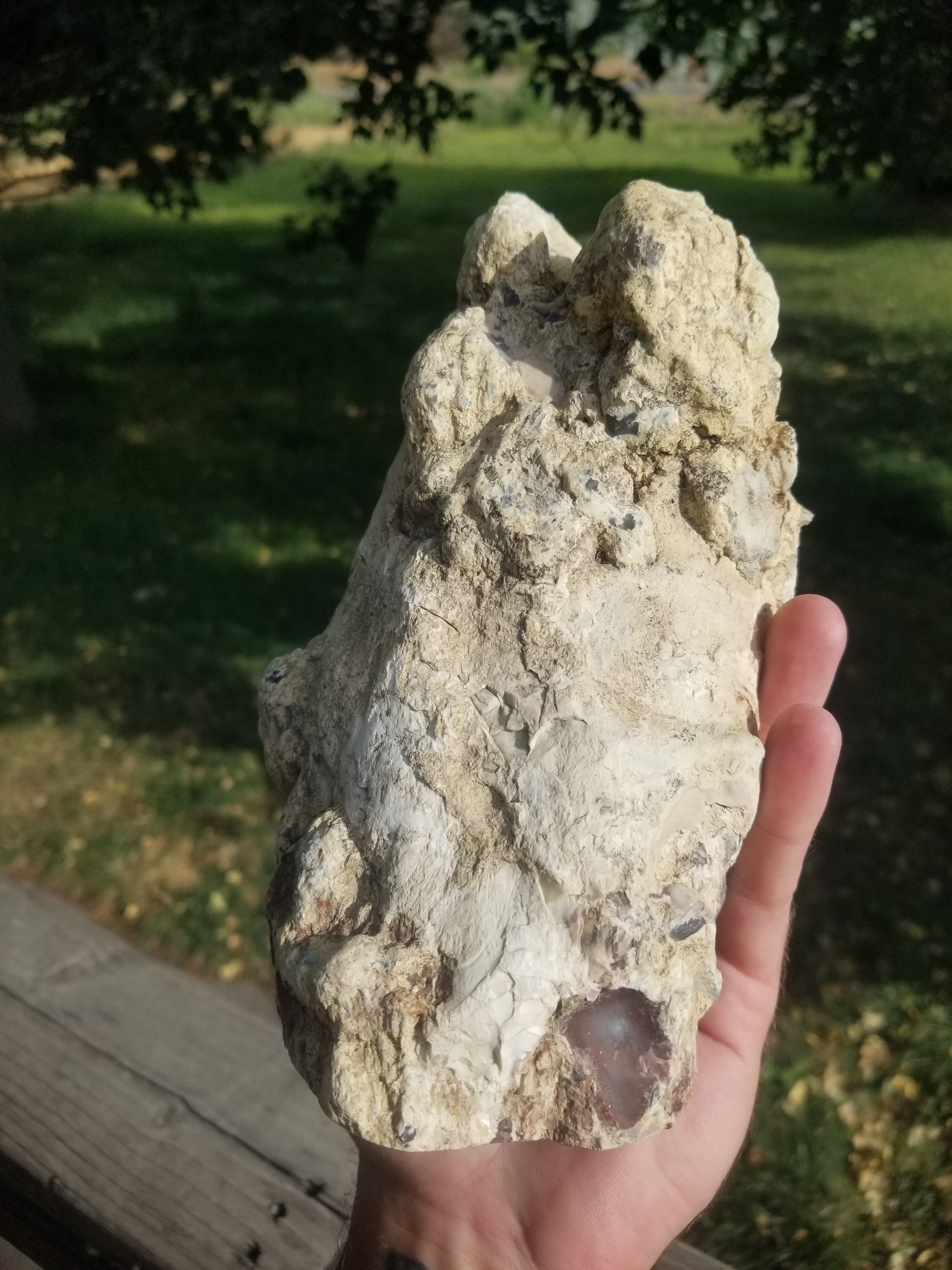 Incredible Huge Polished Texas Springs Petrified Agatized Wood 4" Round Limb Cast Pink Oligocene NV 6.25Lb