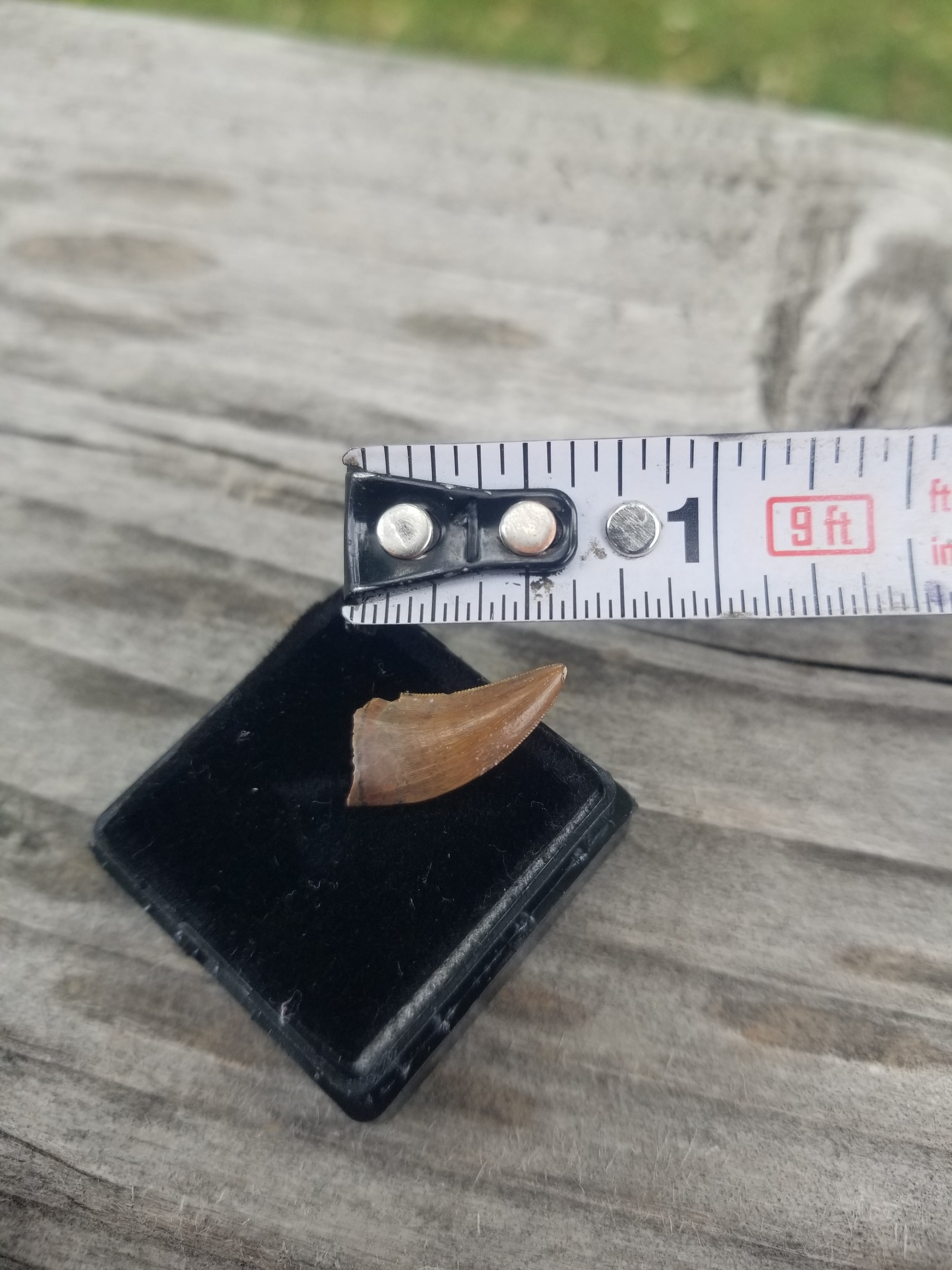 Nice 1.25" Nanotyrannus Tooth Fossil Specimen Hell Creek, MT