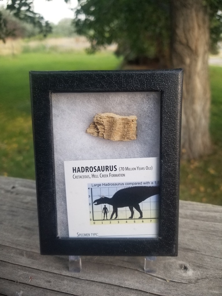Nice Natural Hadrosaur Jaw Bone Fossil Specimen No Restoration Hell Creek, MT