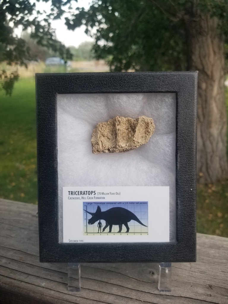 Nice Natural Triceratops Jaw Bone Fossil Specimen No Restoration Hell Creek, MT