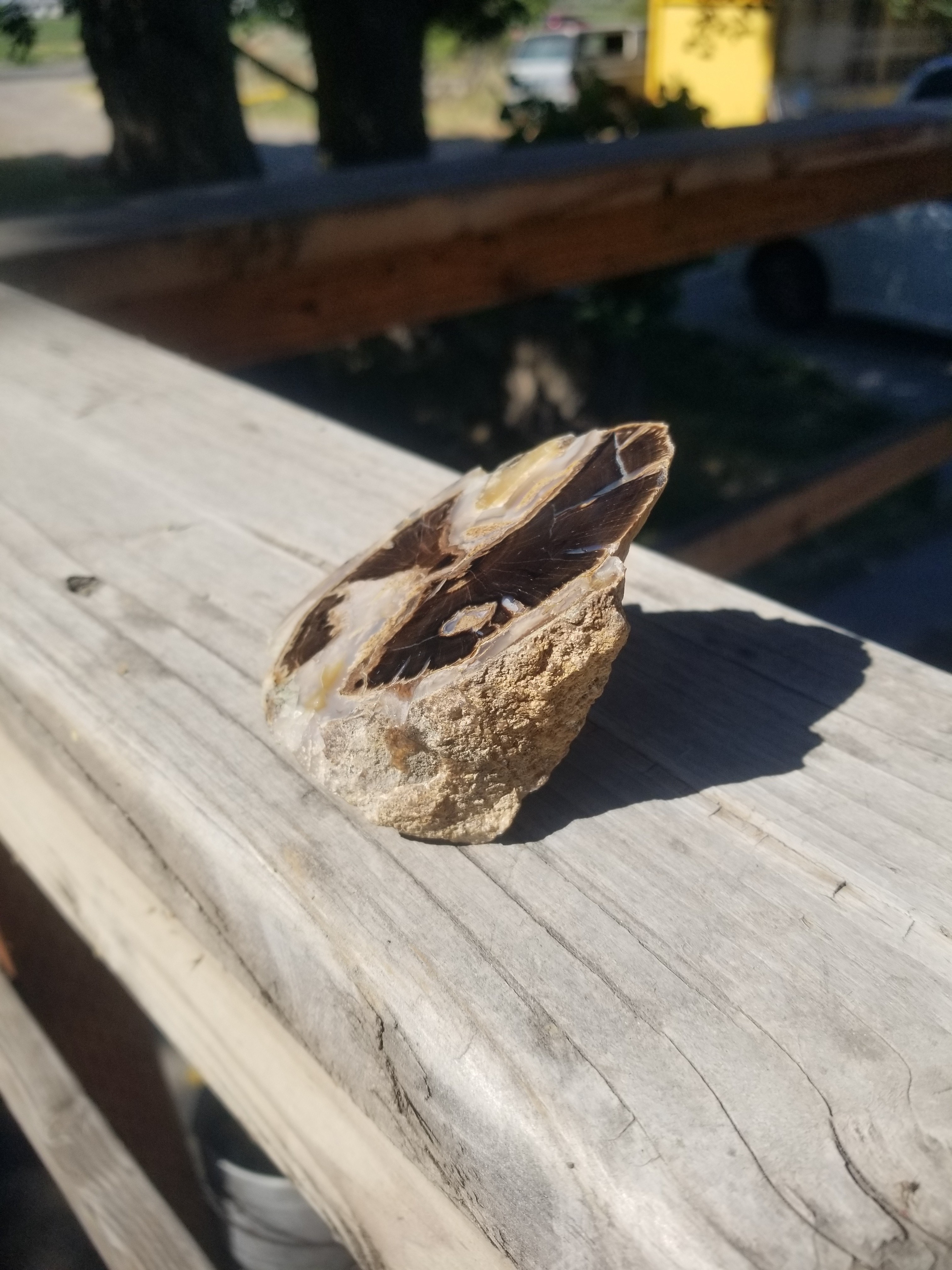 Nice Polished Blue Forest Petrified Wood Limb Angled - Wyoming Agatized Wood Eden Valley