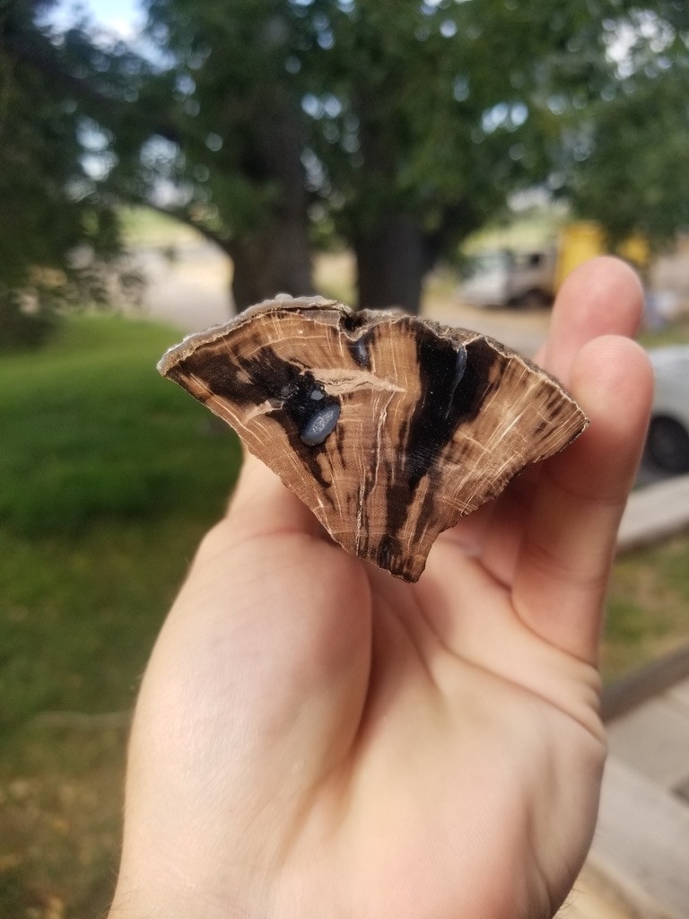 Nice Polished Blue Forest Petrified 1/4 Wood Limb Knot Botryoidals - Wyoming Agatized Wood Eden Valley