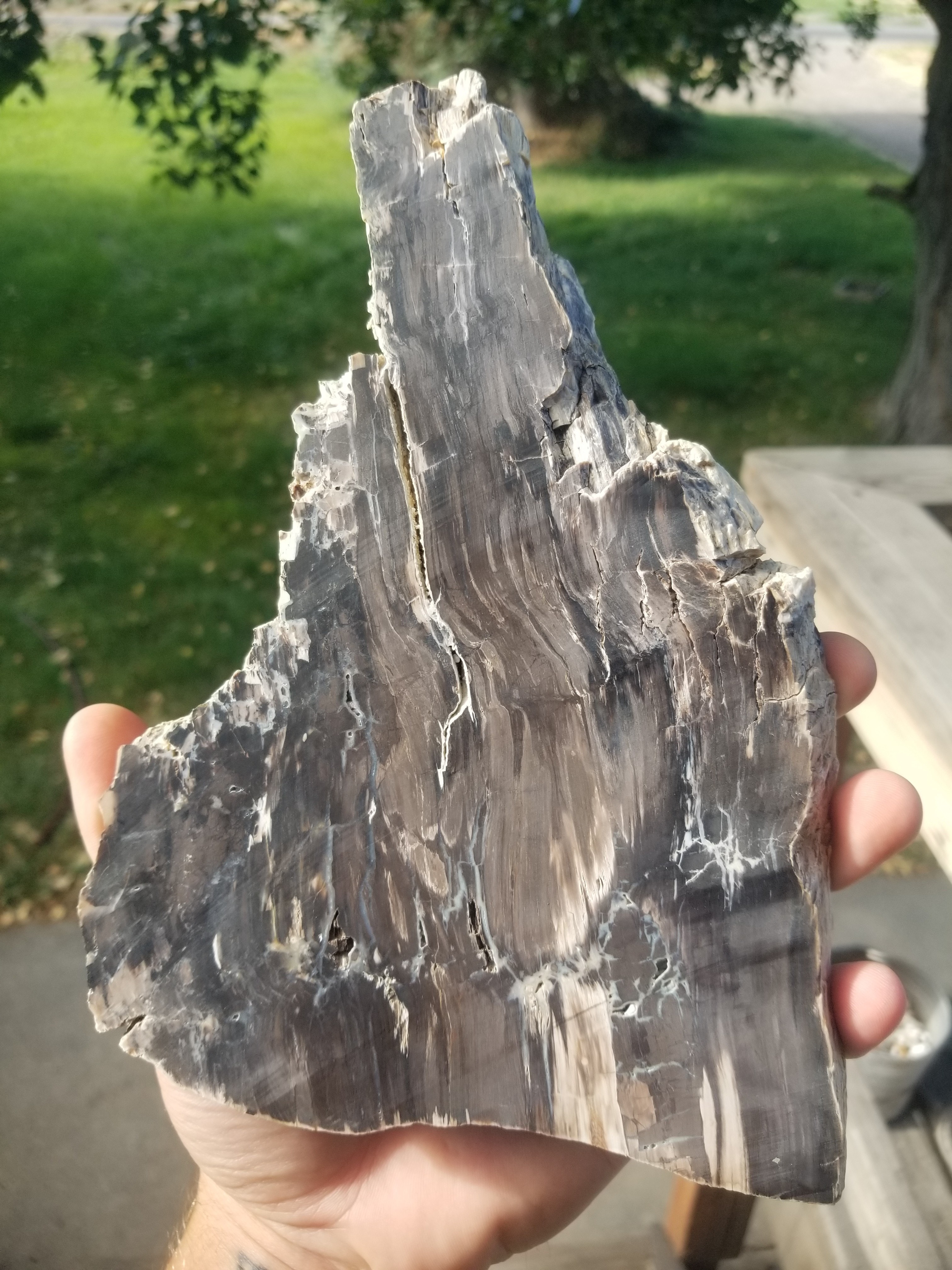 Beautiful Large Polished Petrified Wood Slab Rip Cut - Wyoming Agatized Wood Eden Valley
