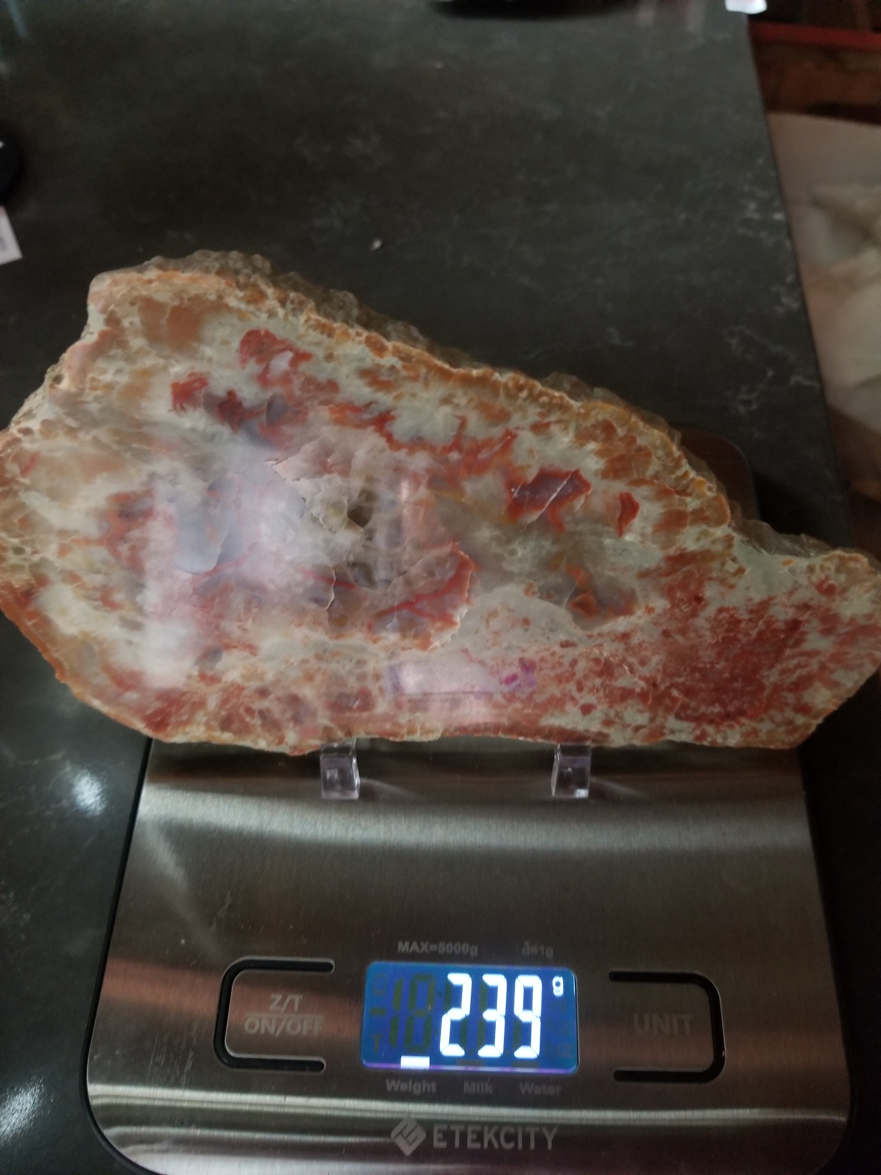 Nice Polished Coprolite Slab Specimen Fossilized Agatized Dinosaur Poop Dung Natural 239g