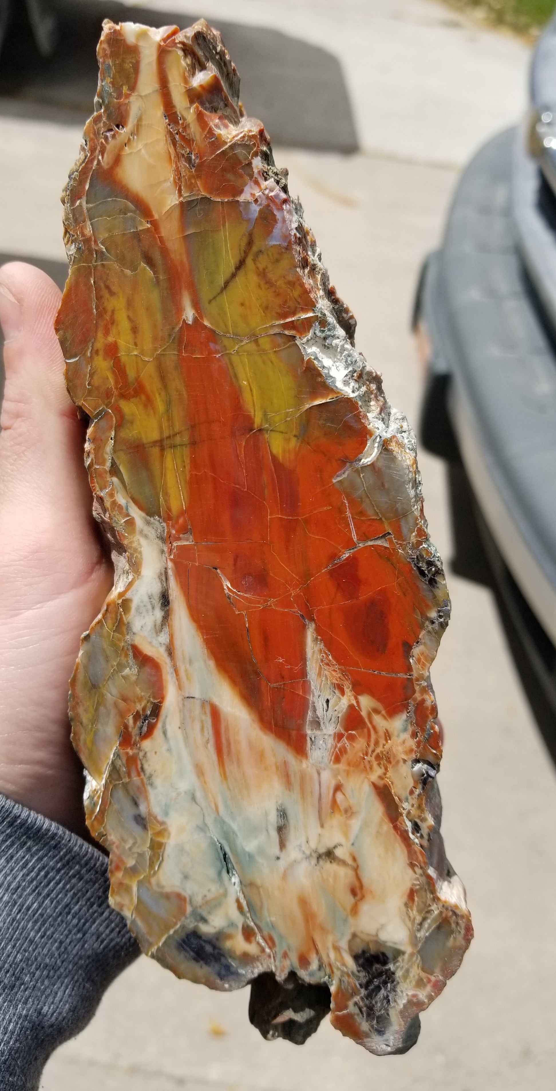 Nice Polished Henry Mountains Petrified Wood Specimen - Jurassic, Southern Utah 4.2Lb