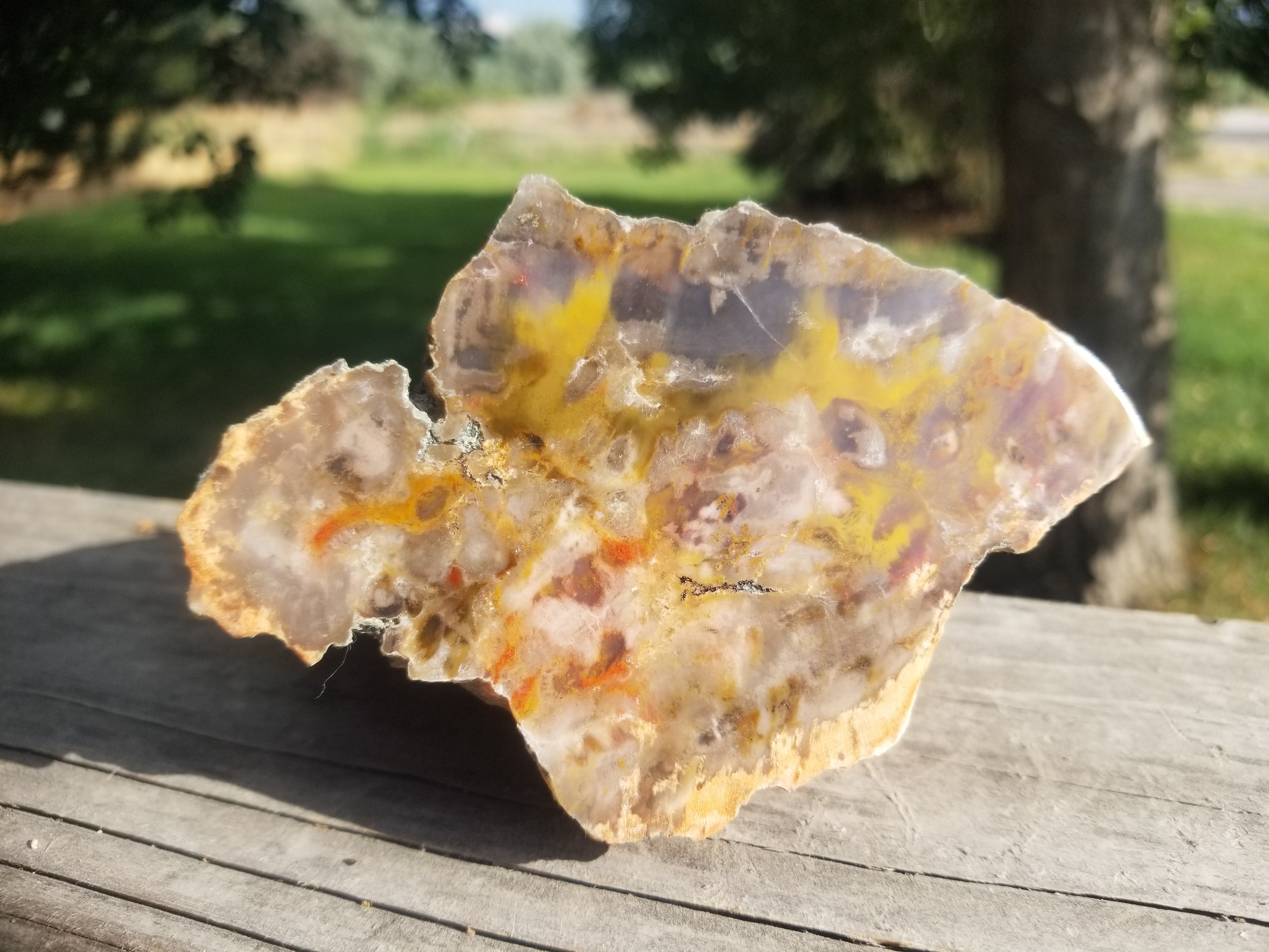 Nice Polished Henry Mountains Petrified Wood Specimen - Jurassic, Southern Utah
