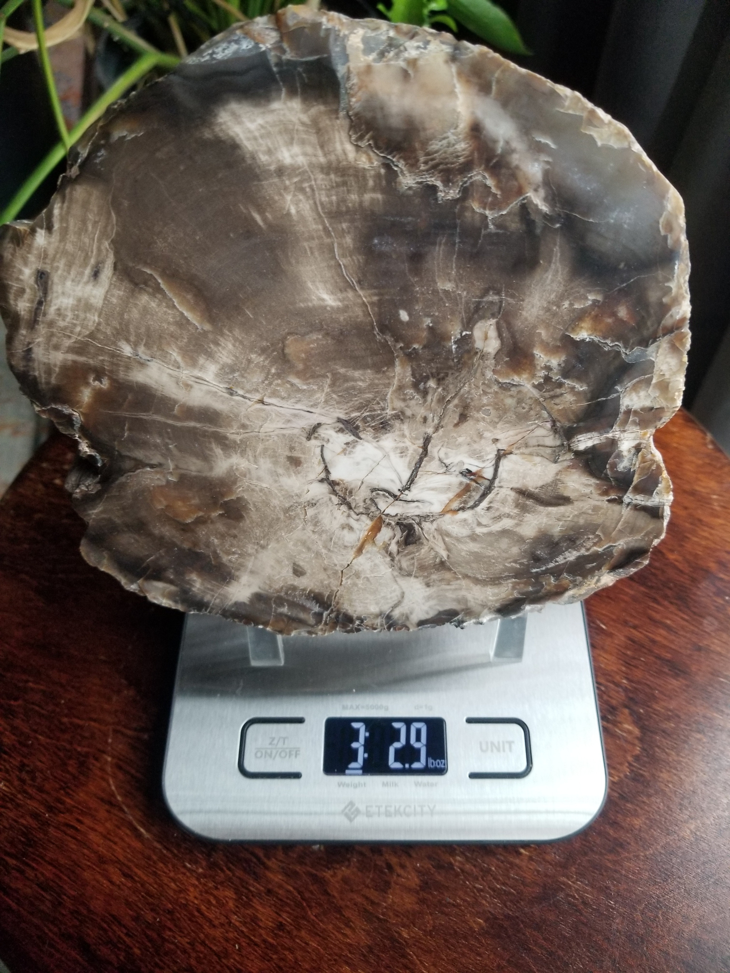 Nice Polished Petrified Wood Escalante UT 3+Lb 6.5" Round Slab Jurassic Morrison
