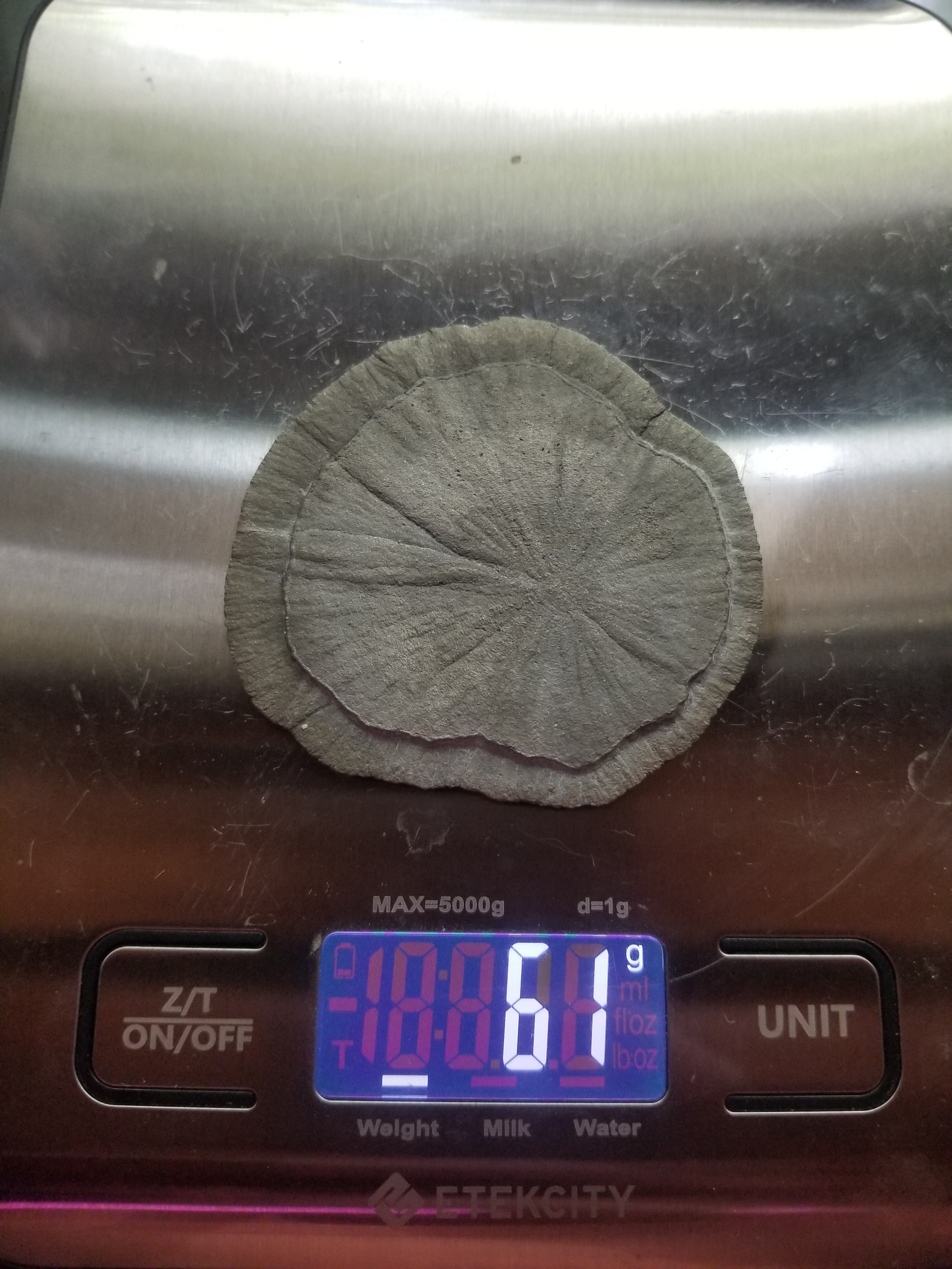 Nice Pyrite Sun - Pyrite Dollar 61g Natural Specimen 2.5" Round Sparta Illinois