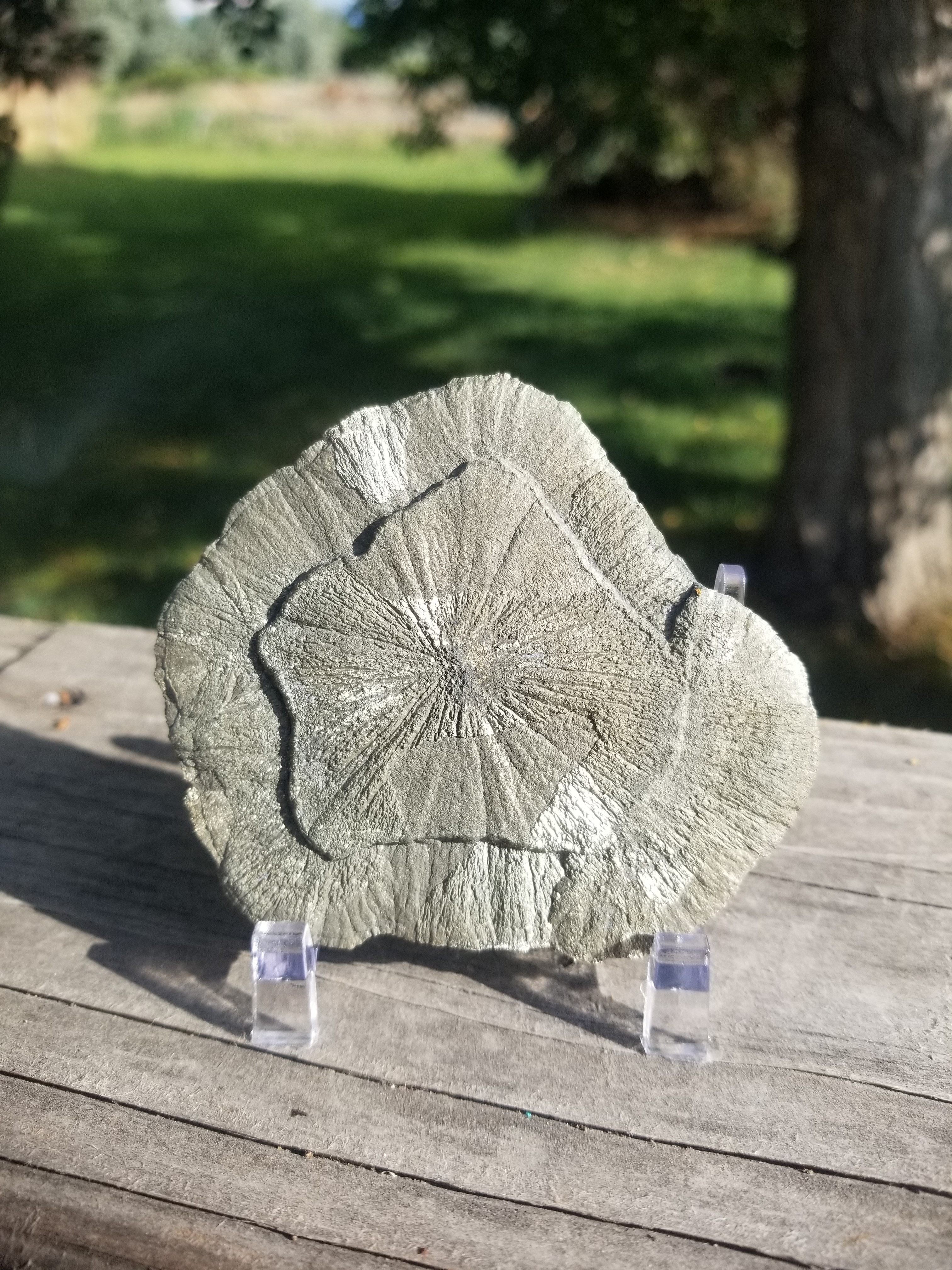 Nice Pyrite Sun - Pyrite Dollar 76g Natural Specimen 3.25x3" Round Sparta Illinois