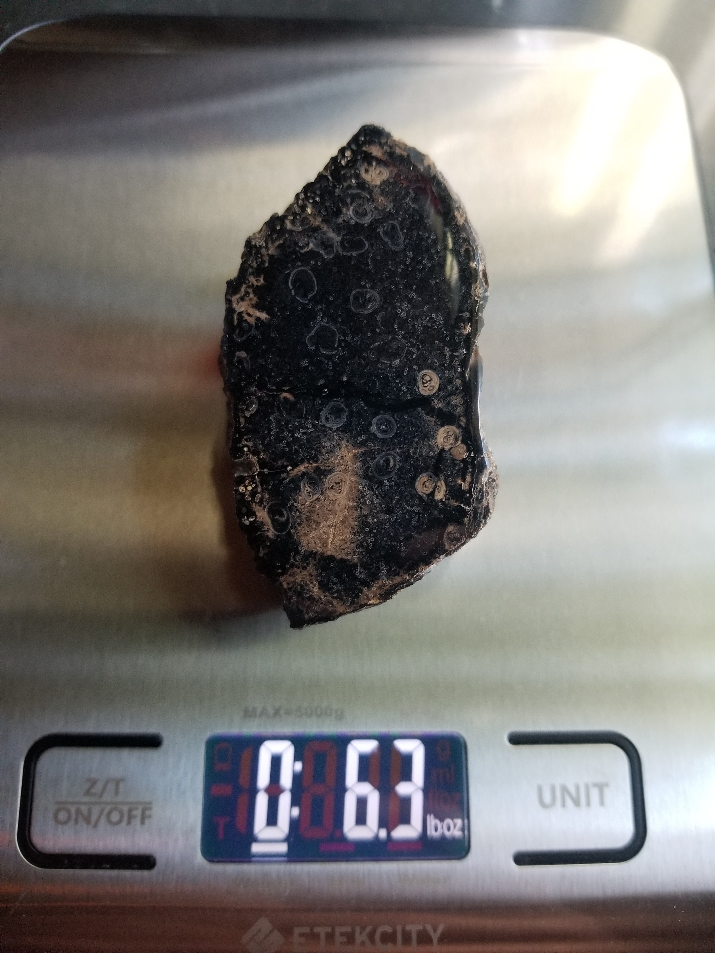 Nice Tempskya Petrified Tree Fern Polished Fossil Specimen Round Natural Pattern Utah