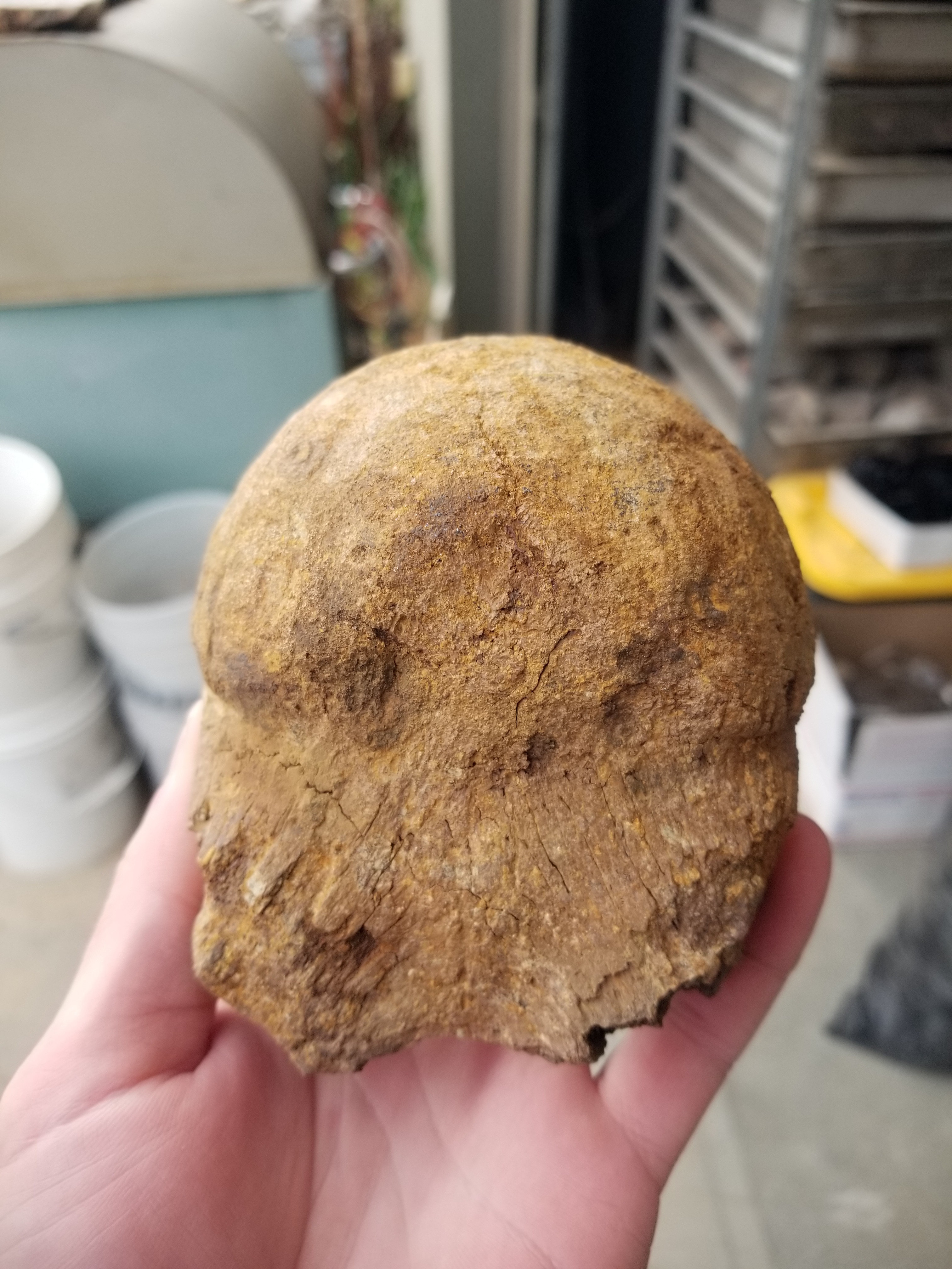 Nice Triceratops Braincase Condyle Fossil Specimen Defined Cretaceous Hell Creek MT