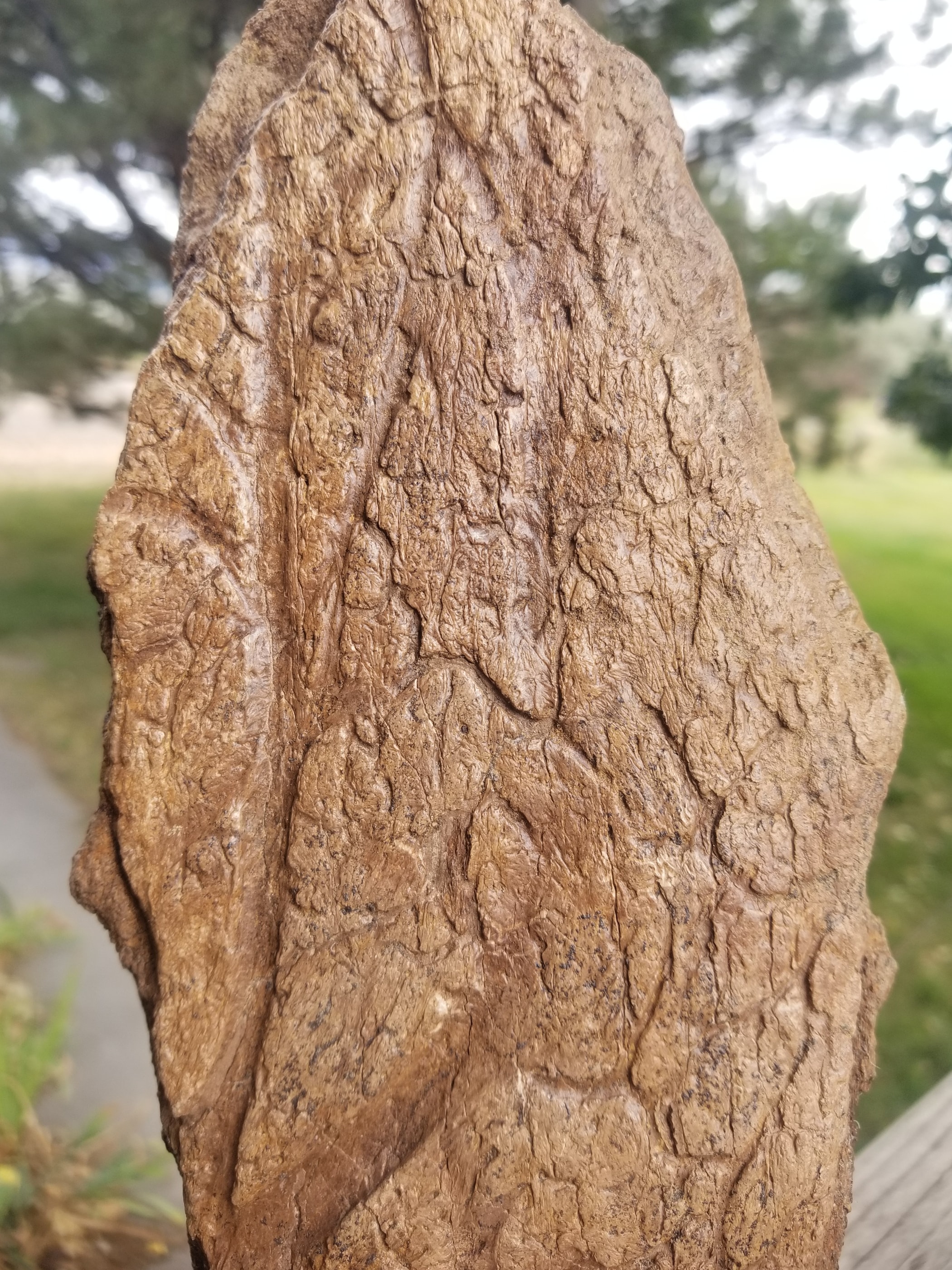 Nice Triceratops Frill Section Fossil Specimen Defined Cretaceous Hell Creek MT