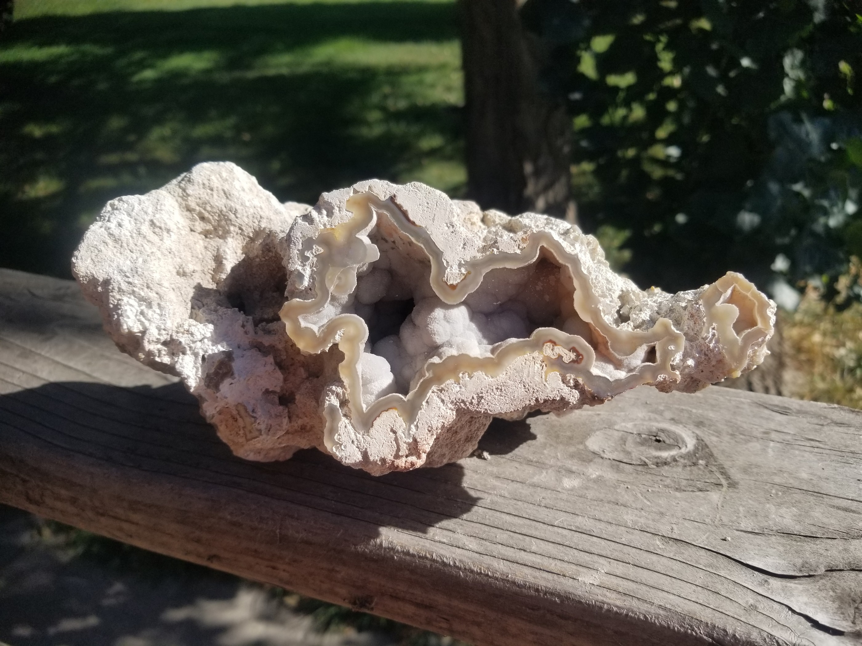 POLISHED AGATIZED CORAL FOSSIL PAIR Chalcedony Mineral Reef Ocean Specimen FL