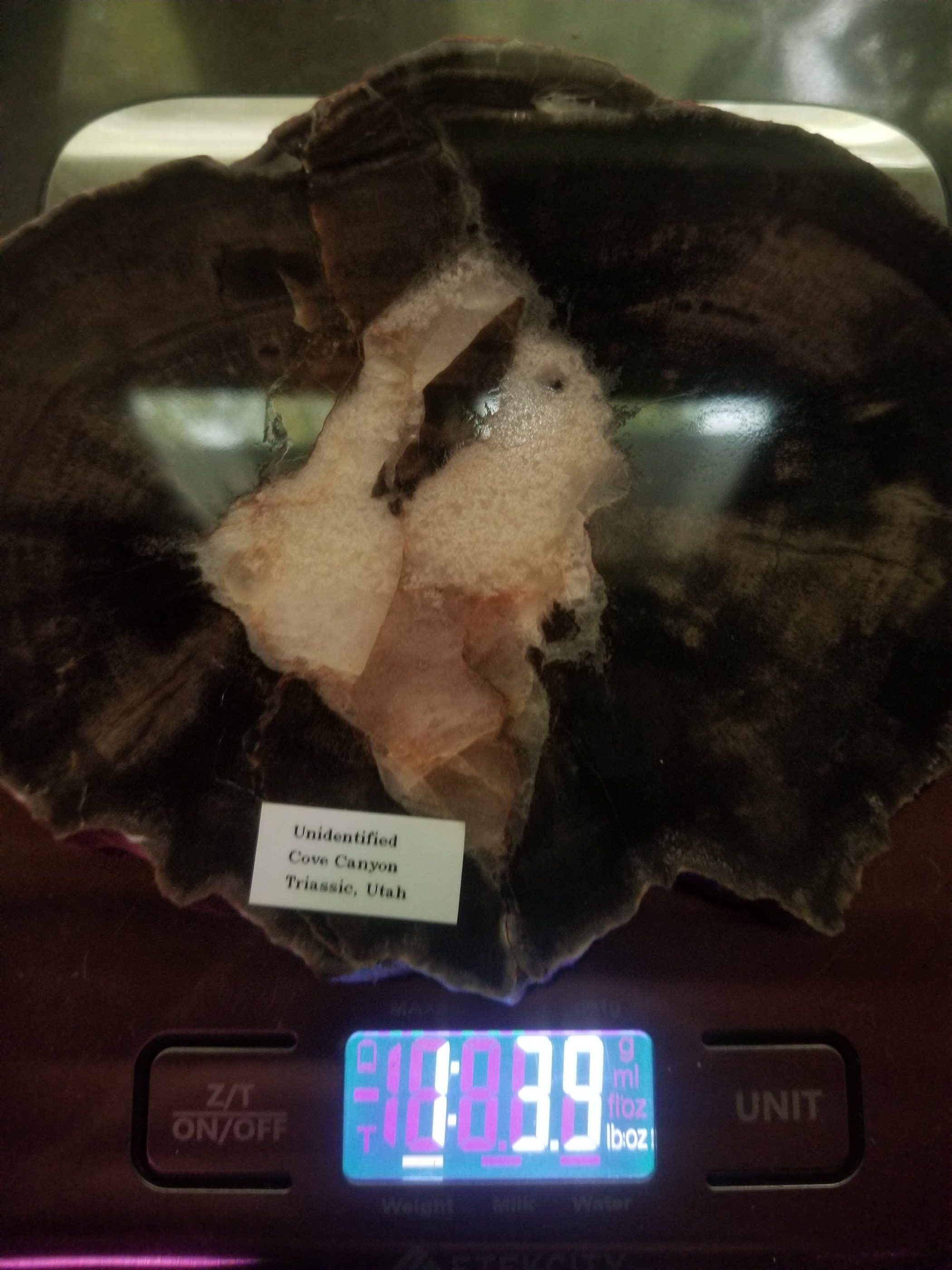 Polished Cove Canyon Petrified Wood Round Thick Slab Triassic Southern Utah