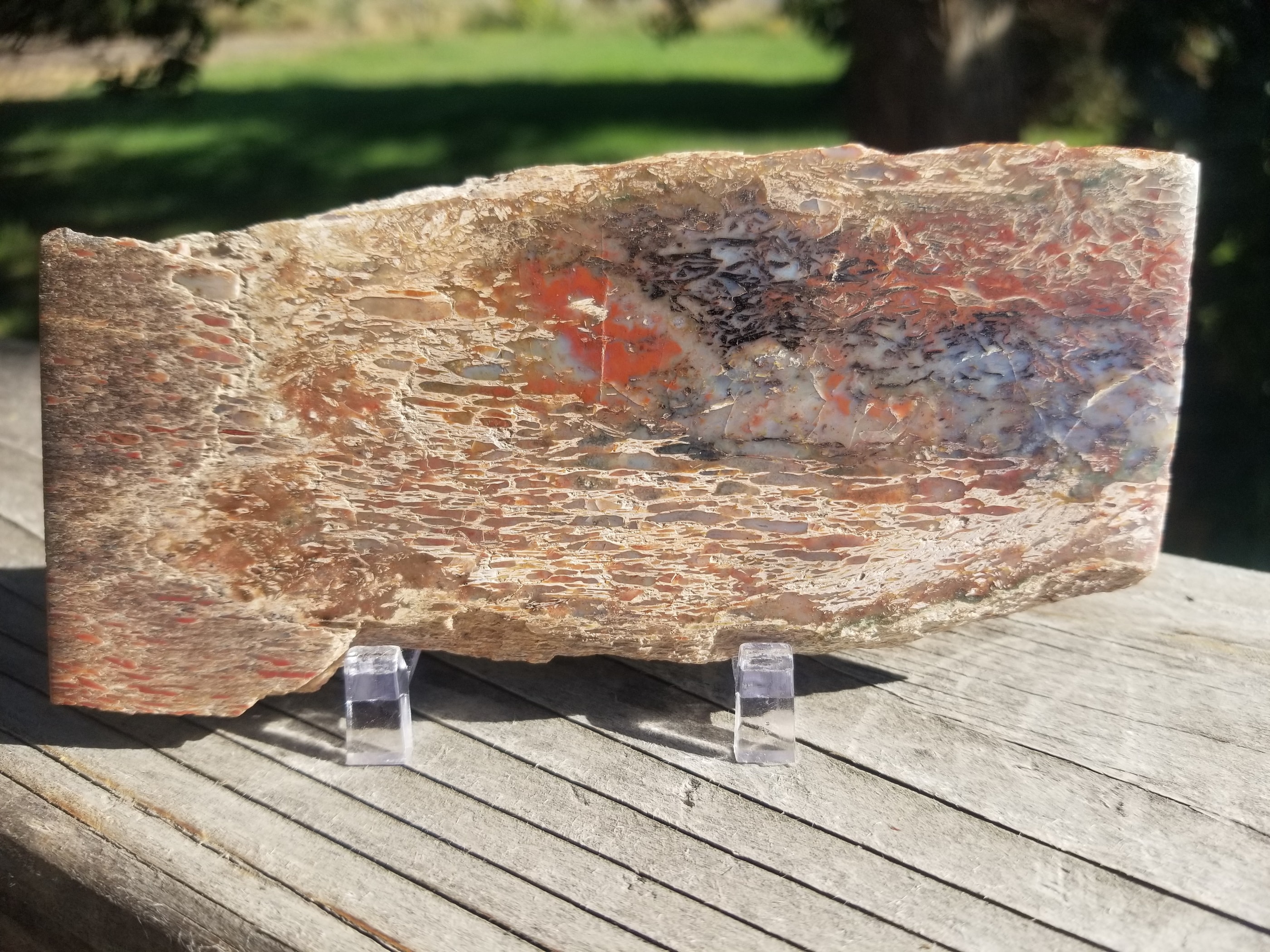 Amazing Polished Rainbow Large Cell Agatized Jurassic Dinosaur Gem Bone Specimen
