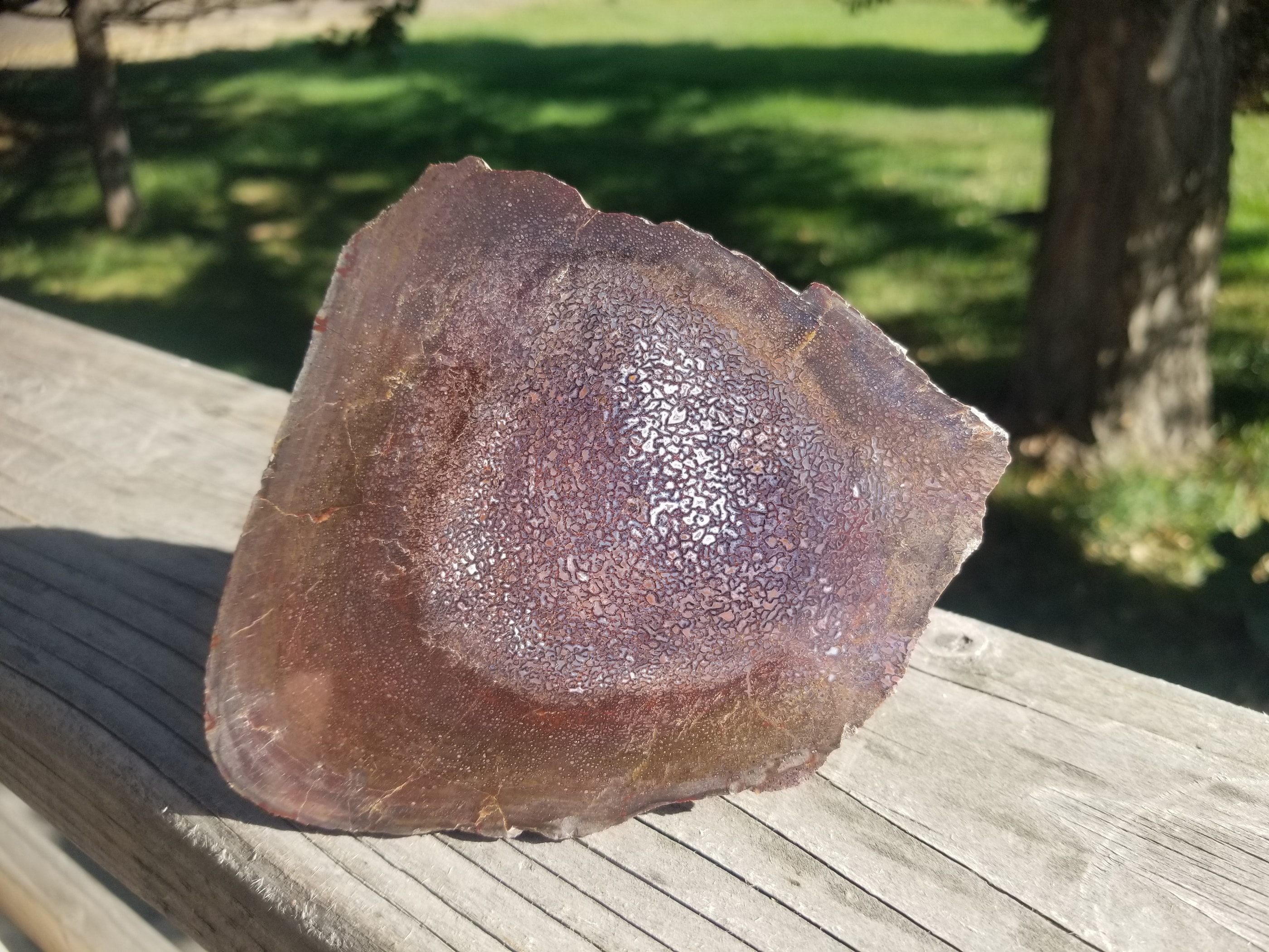 Amazing Polished Rainbow Large Cell Agatized Jurassic Dinosaur Gem Bone Specimen