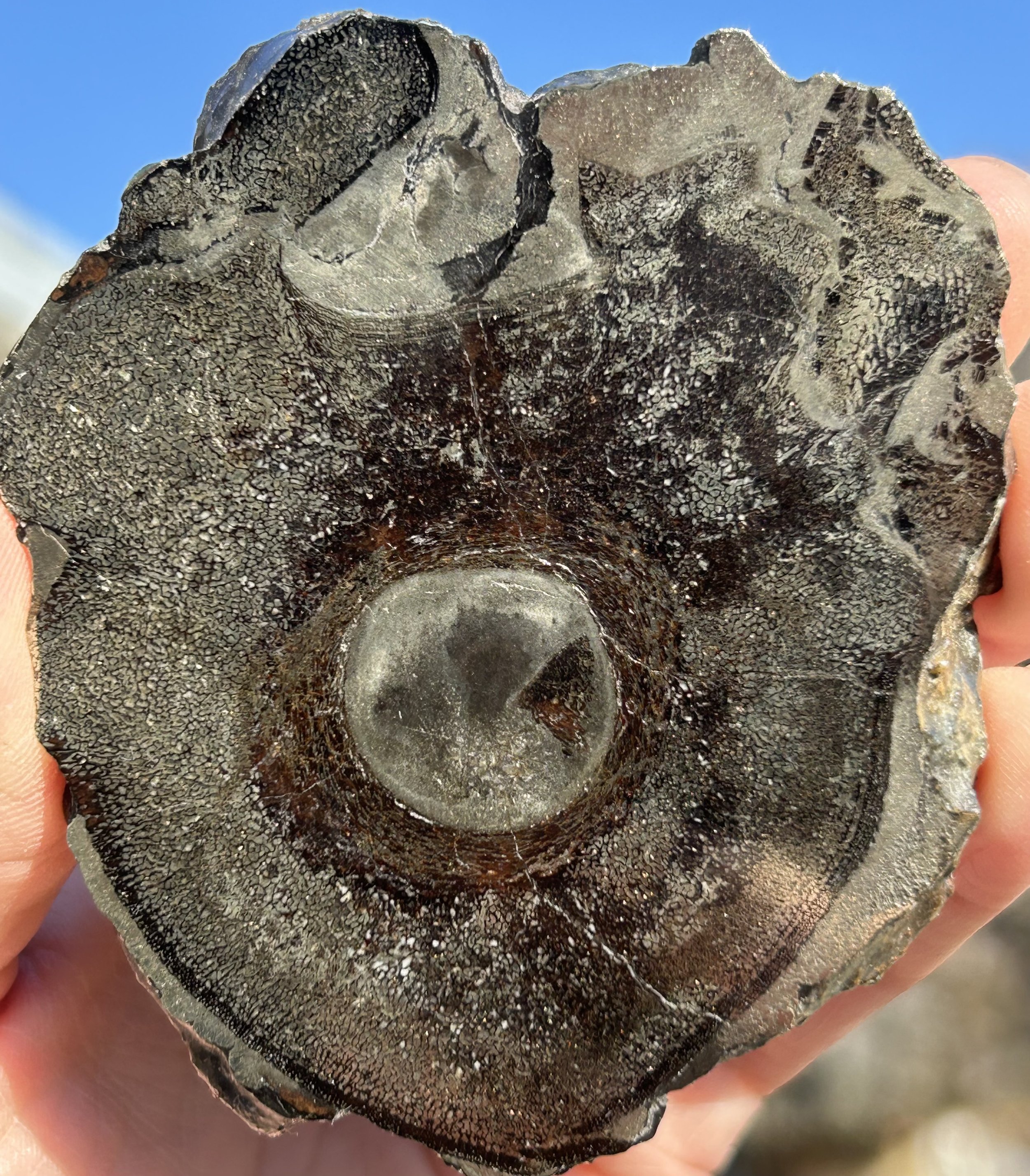 Incredible Rare Double Polished Pyrite Dinosaur Bone Gem Bone "Ichthyosaurus Vertebrae"- Volga River