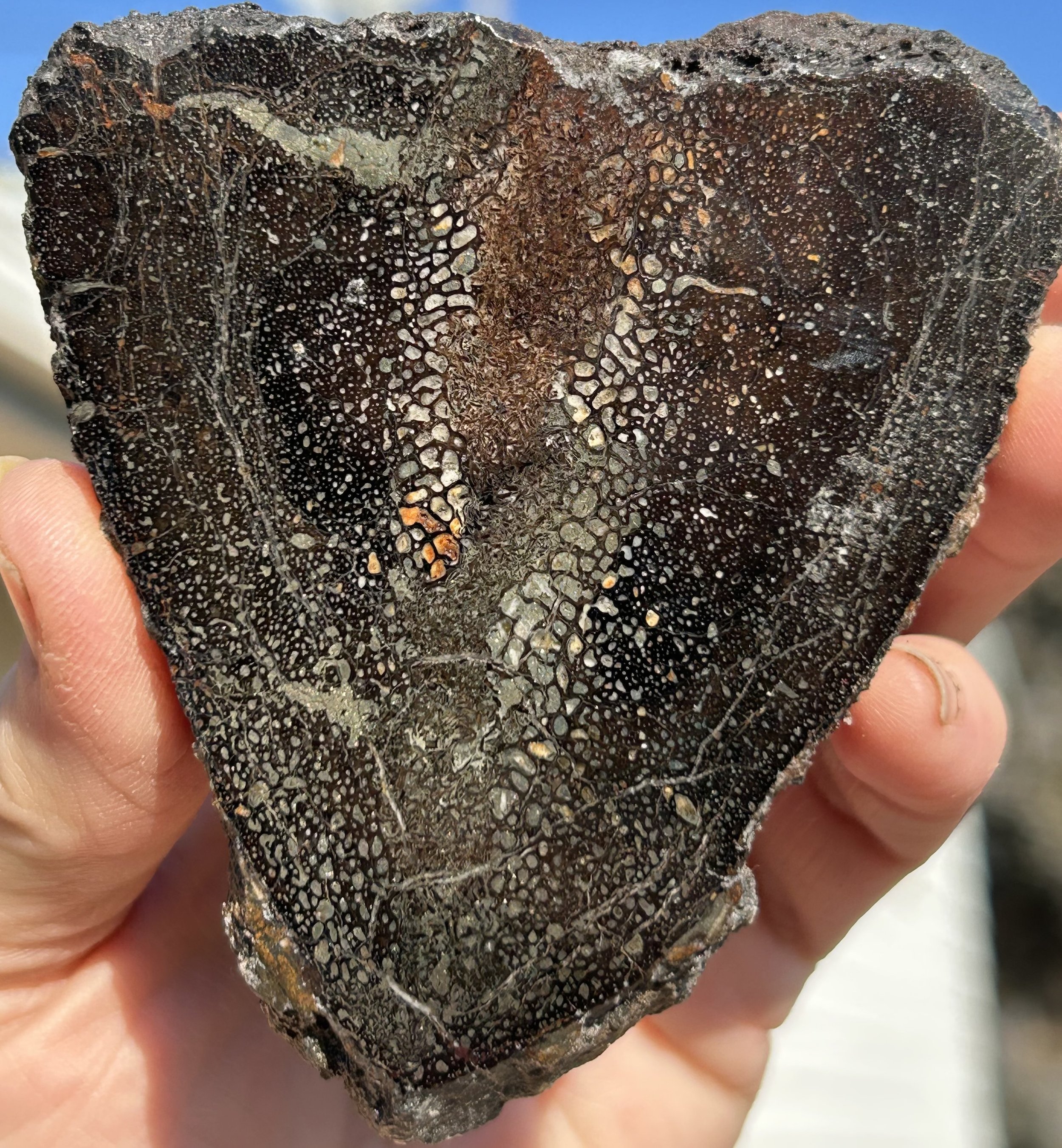 Incredible Rare Double Polished Pyrite Dinosaur Bone Gem Bone "Plesiosaurus Vertebrae" - Volga River Russia