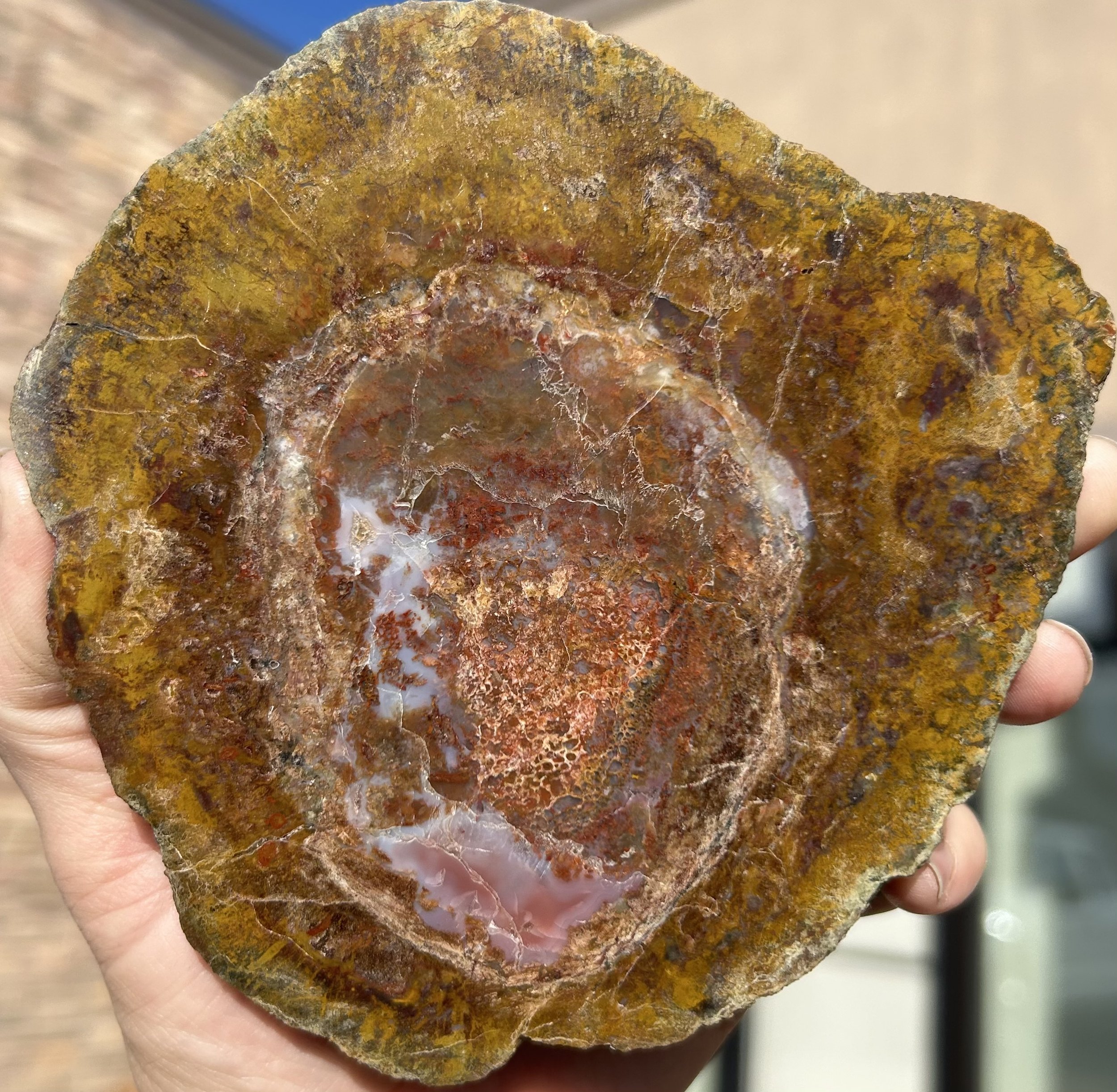 Colorado Dinosaur Gem Bone